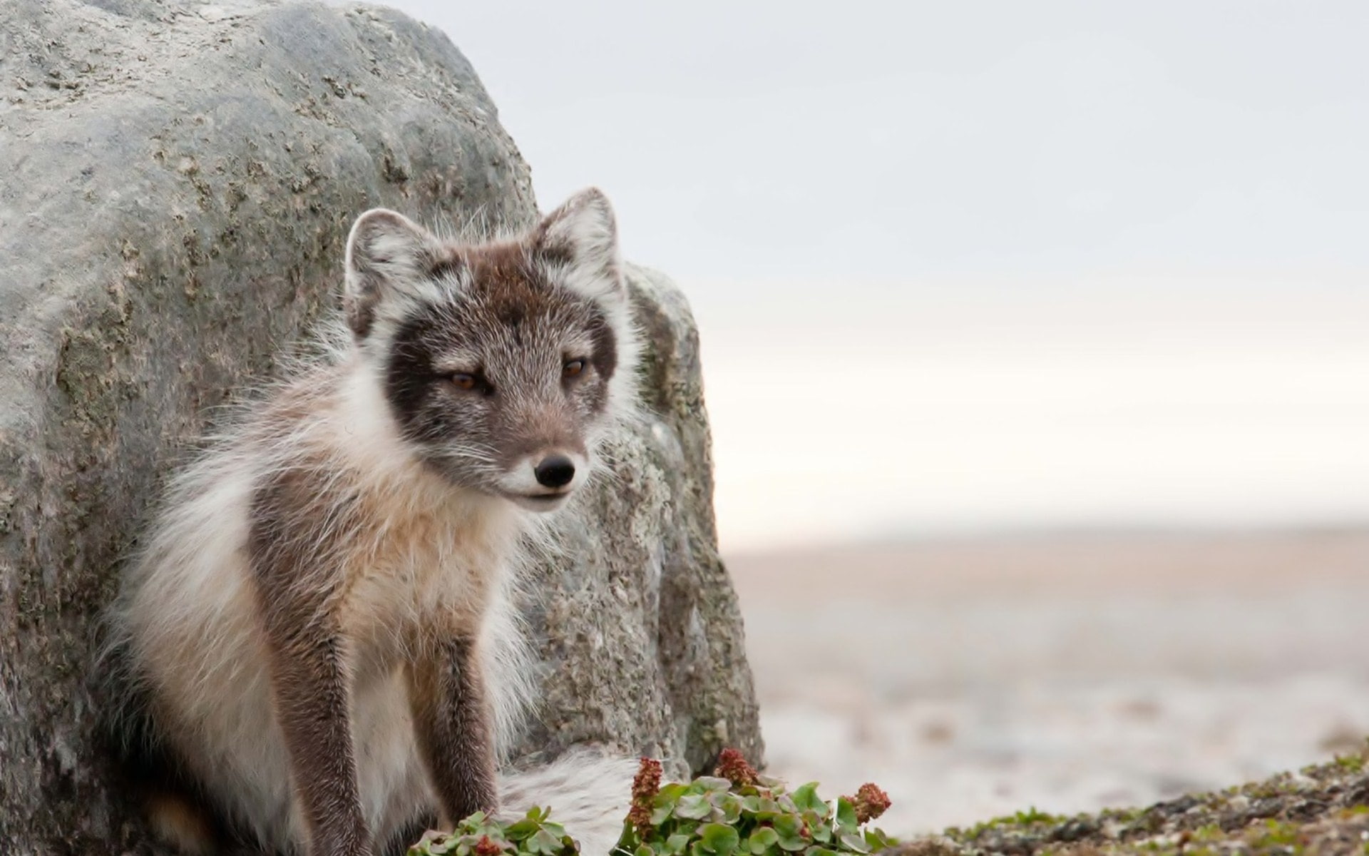 rock, one animal, outdoors, day, Stone, no people, animal wildlife, animals in the wild, Fox, portrait, sitting, focus on foreground, looking at camera, HD Wallpaper