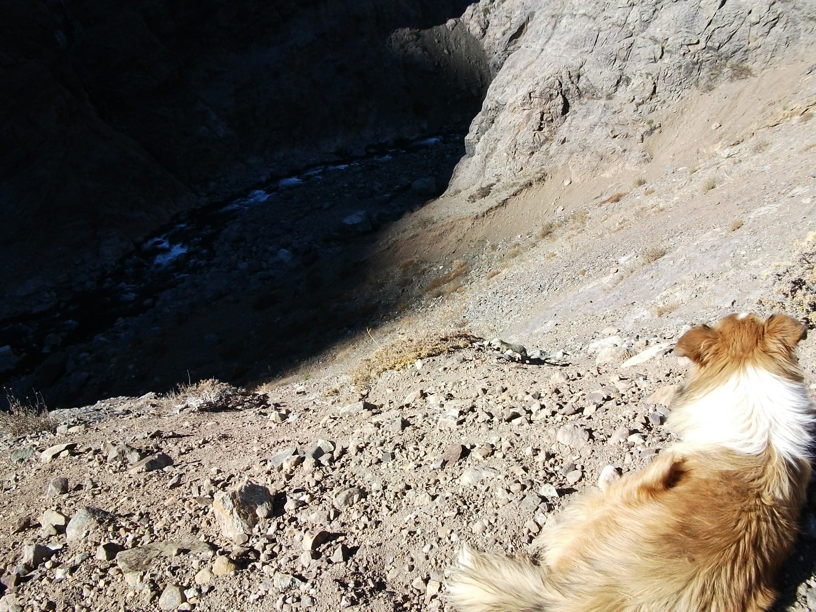 no people, one animal, animal head, sand, beach, dog, rock, canine, land, day, hair, landscape, pets, animal themes, medium, high angle view, outdoors, HD Wallpaper