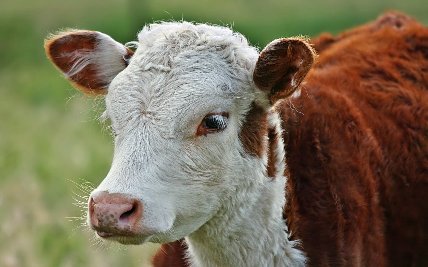 vertebrate, agriculture, domestic, 720P, animals, domestic animals, herbivorous, baby animals, grass, animal head, animal themes, animal body part, cow, HD Wallpaper