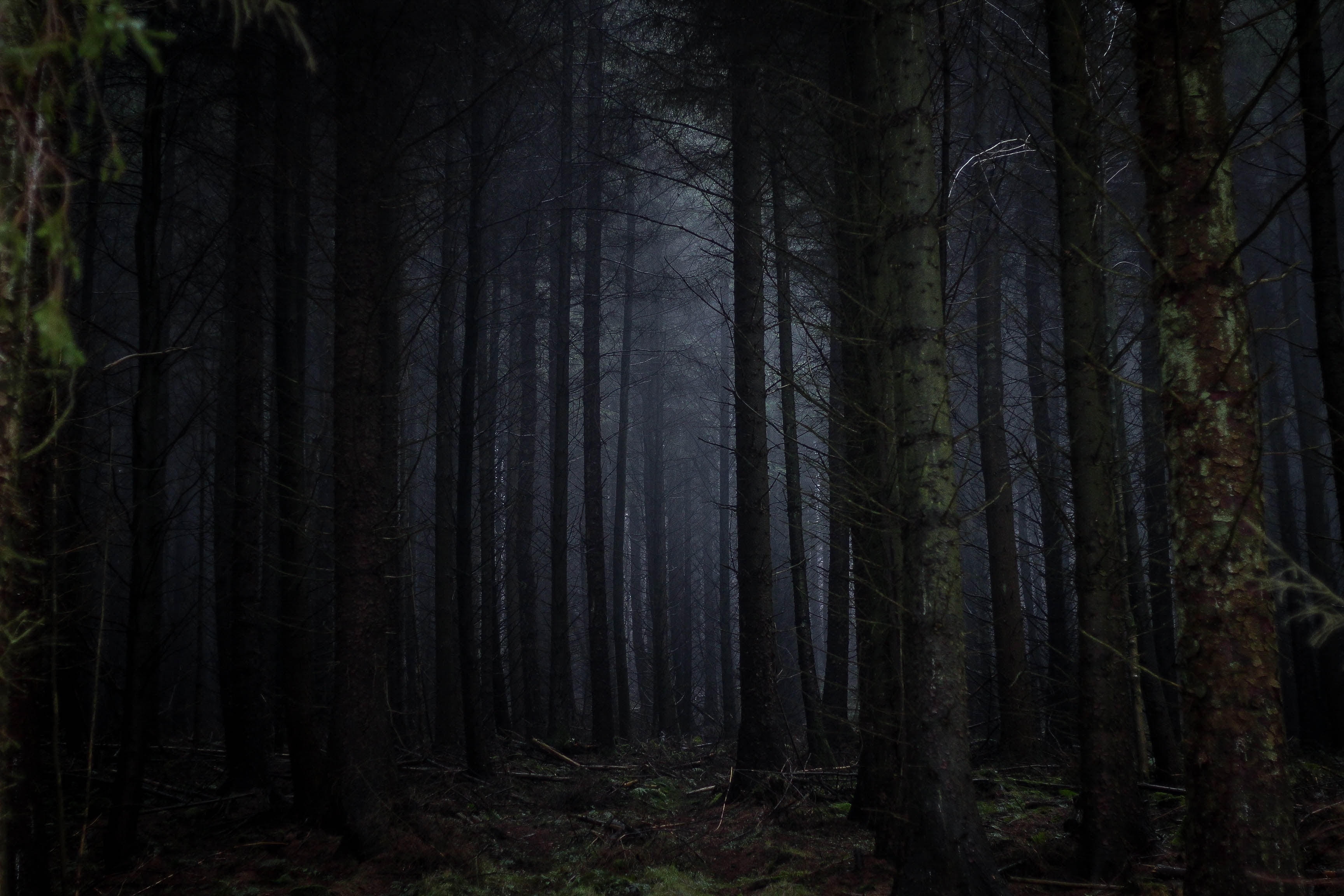 land, tree, 2K, trees, nature, gloomy, non-urban scene, outdoors, day, abundance, fog, scenics - nature, growth, trunk, plant, forest, idyllic, landscape, HD Wallpaper