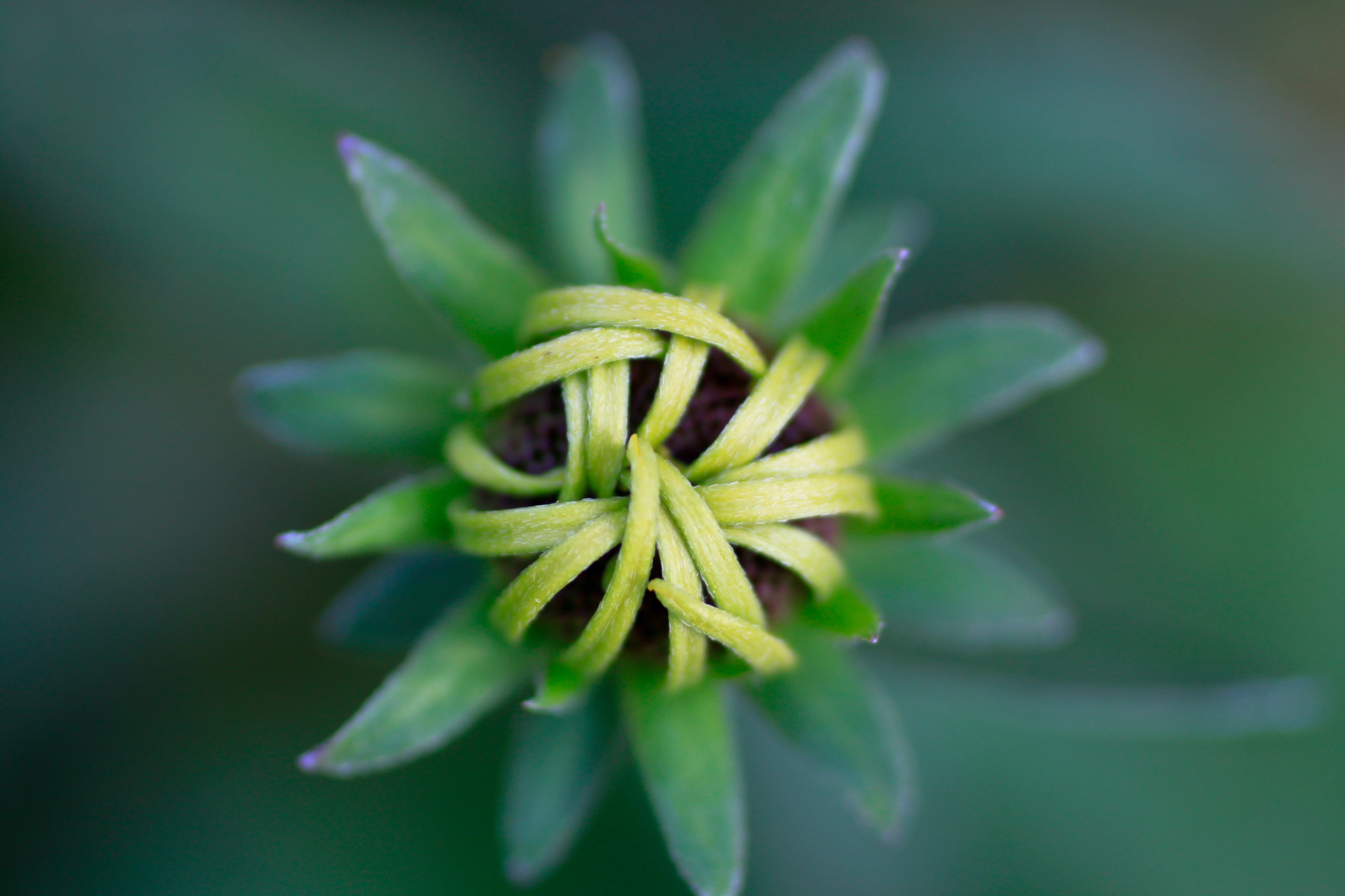 outdoors, fragility, green Color, bud, blossom, closed, leaf, bloom, asteraceae, focus on foreground, food and drink, growth, sun hat, green, close-up, HD Wallpaper