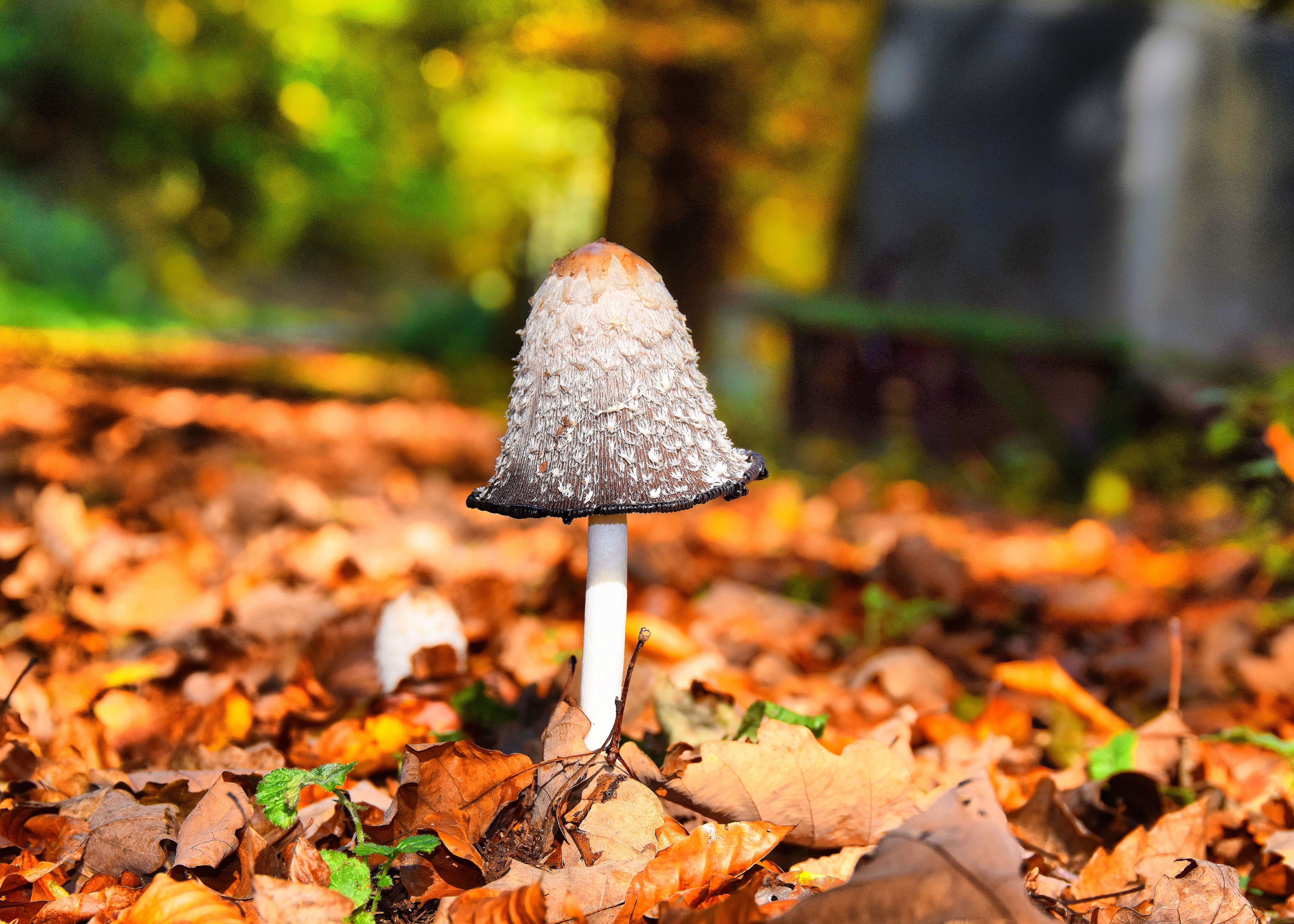 focus on foreground, land, fall, 5K, sponge, plant, forest mushrooms, close up, vegetable, toadstool, tree, field, leaves, forest, green, nature, day, HD Wallpaper