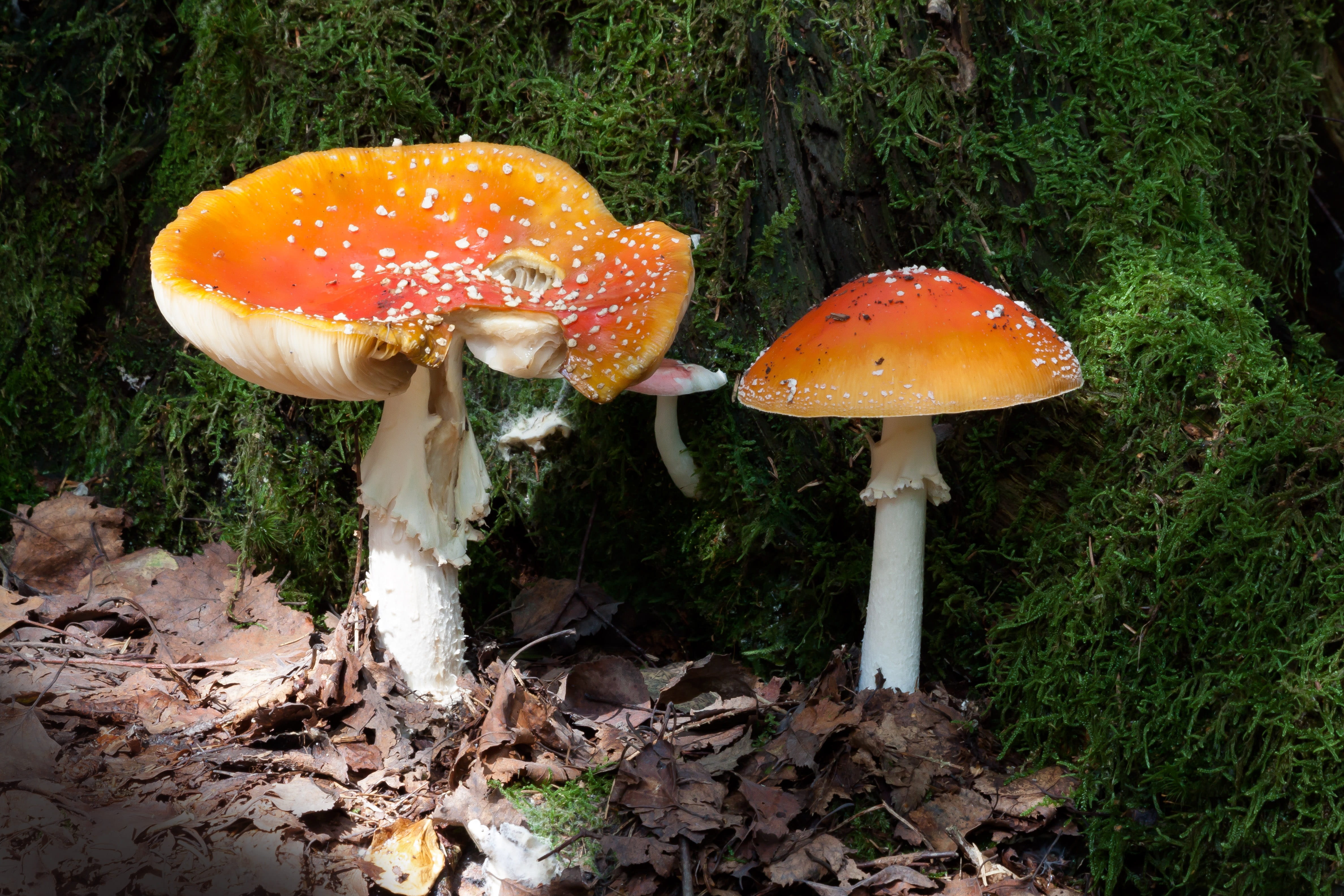 poisonous, 4K, freshness, hat, food, growth, no people, Mushroom, white, vegetable, nature, close-up, flake, red, toxic, velum flakes, autumn, orange, HD Wallpaper