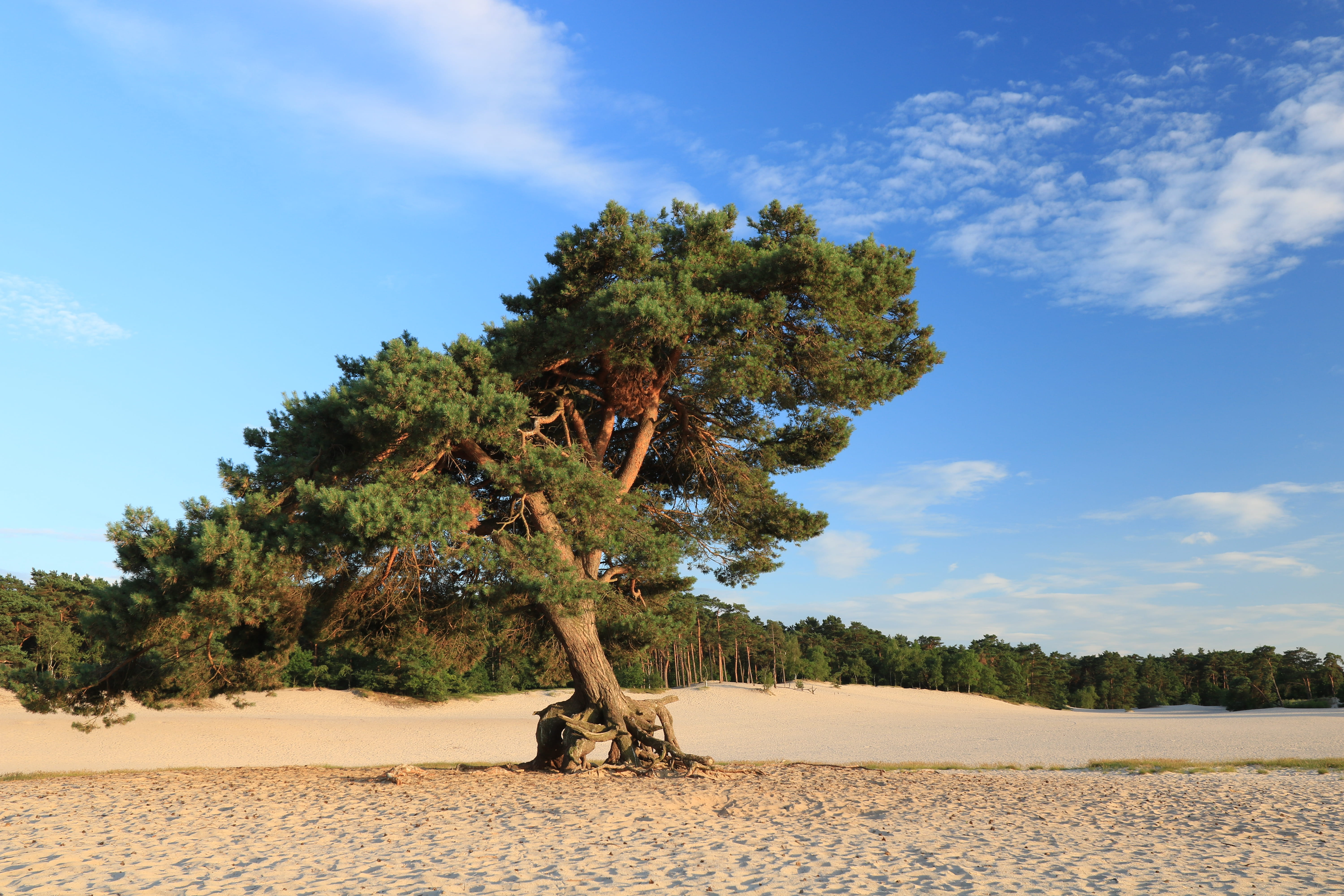 tree trunk, pine, outdoors, soesterduinen, tree, palm tree, field, cloud - sky, cloud, peacefull, climate, dunes, no people, white, nature, sunlight, netherlands, HD Wallpaper