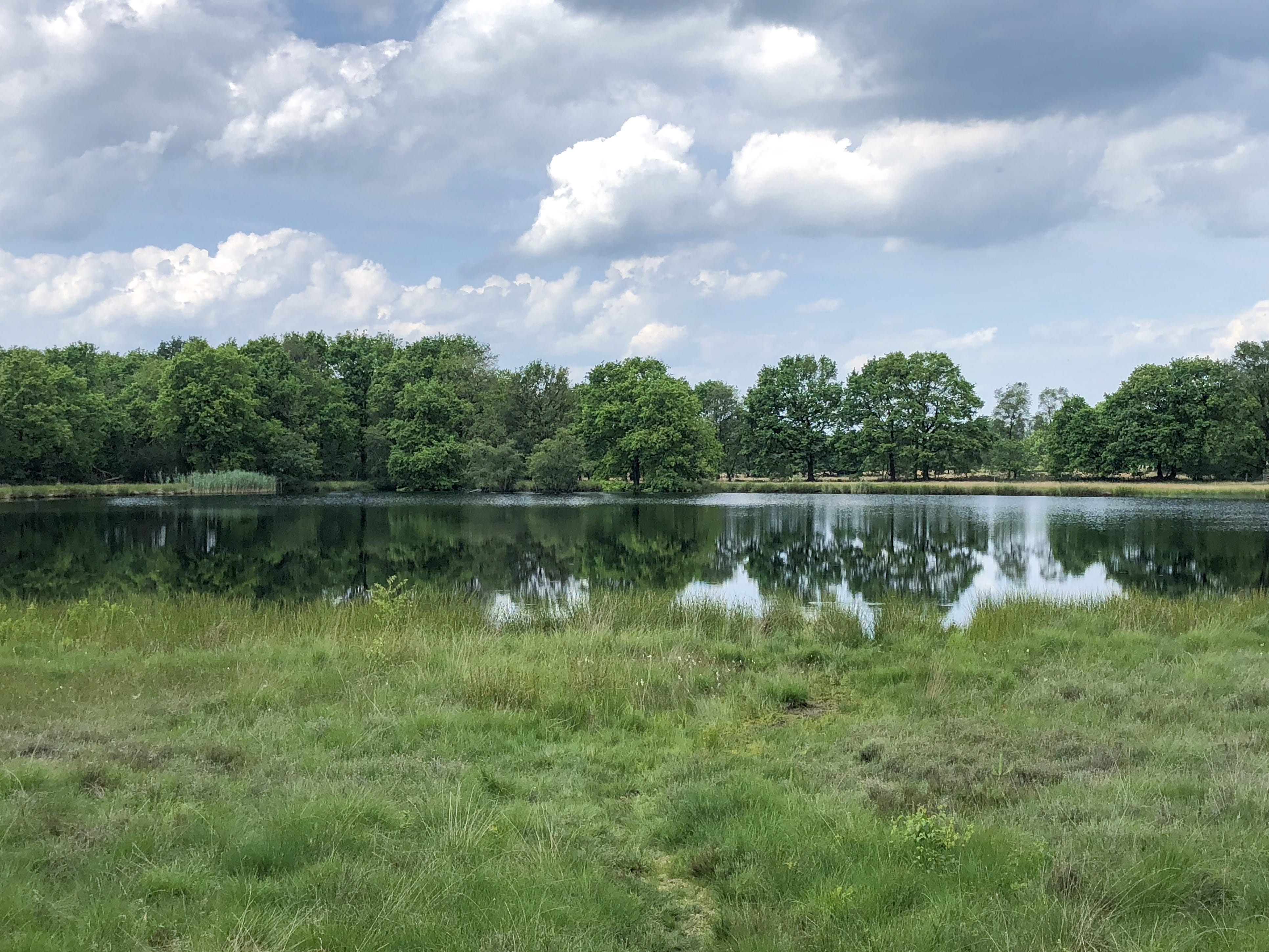 tranquil scene, outdoors, land, trees, peacefull, non-urban scene, cloud - sky, nature, grass, no people, growth, 4K, netherlands, holland, drenthe, lake, HD Wallpaper