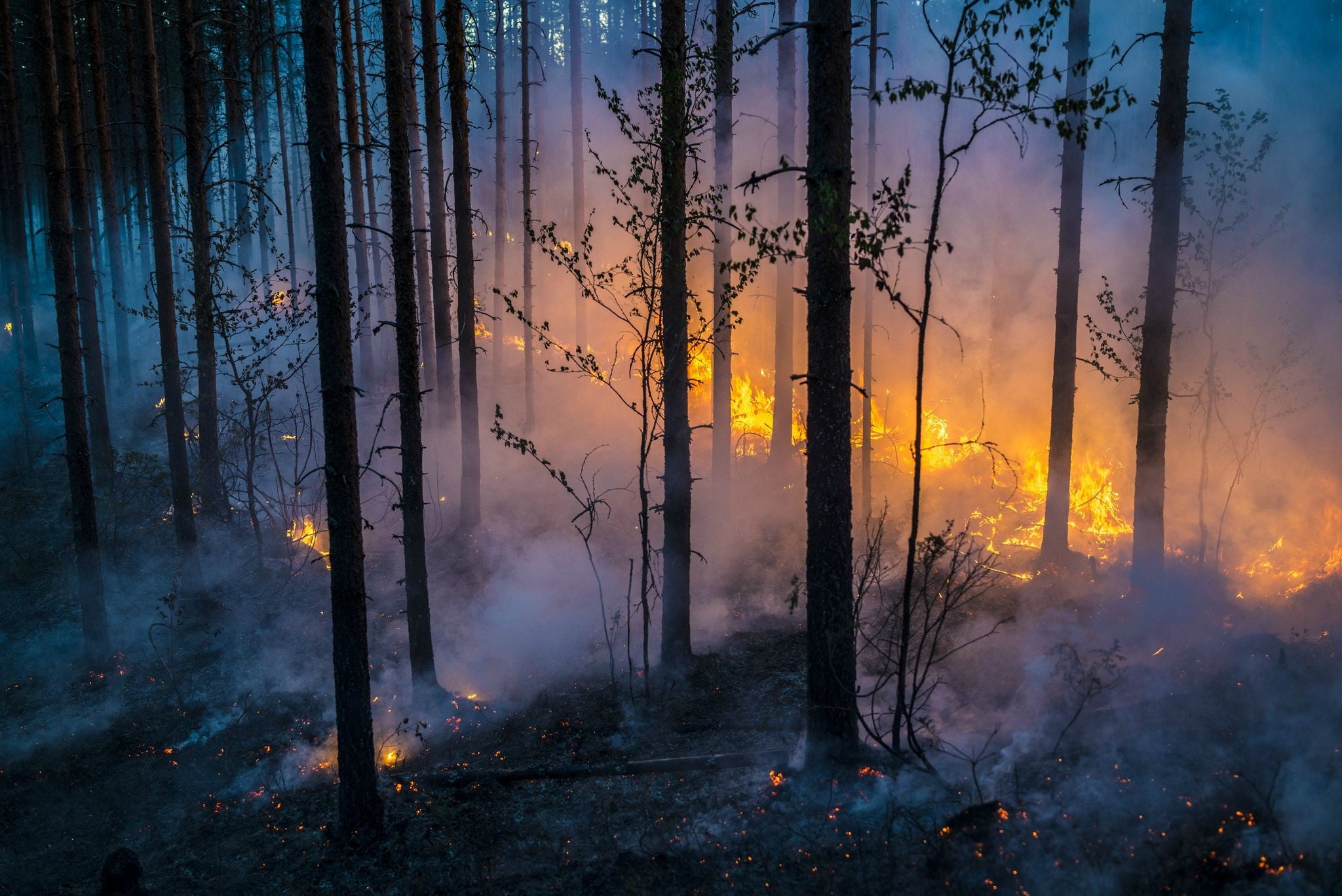 smoke - physical structure, trunk, changing form, fire, sky, plant, land, woodland, trees, burning, tree trunk, brown, nature, 1080P, scenics - nature, HD Wallpaper