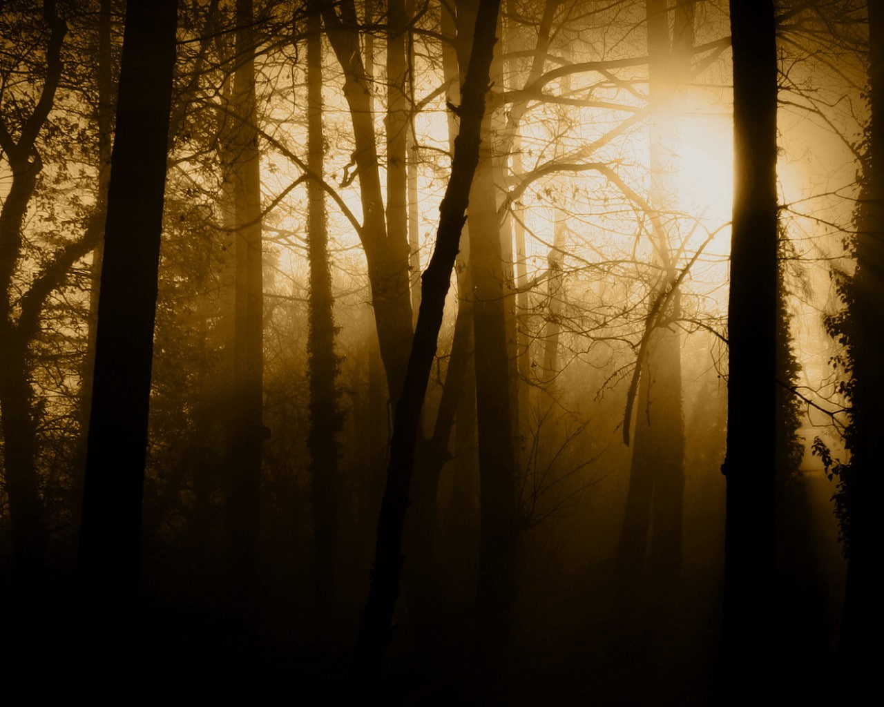 plant, tree trunk, tranquil scene, pine tree, environment, forest, 720P, silhouette, dawn, changing form, growth, nature, scenics - nature, no people, HD Wallpaper