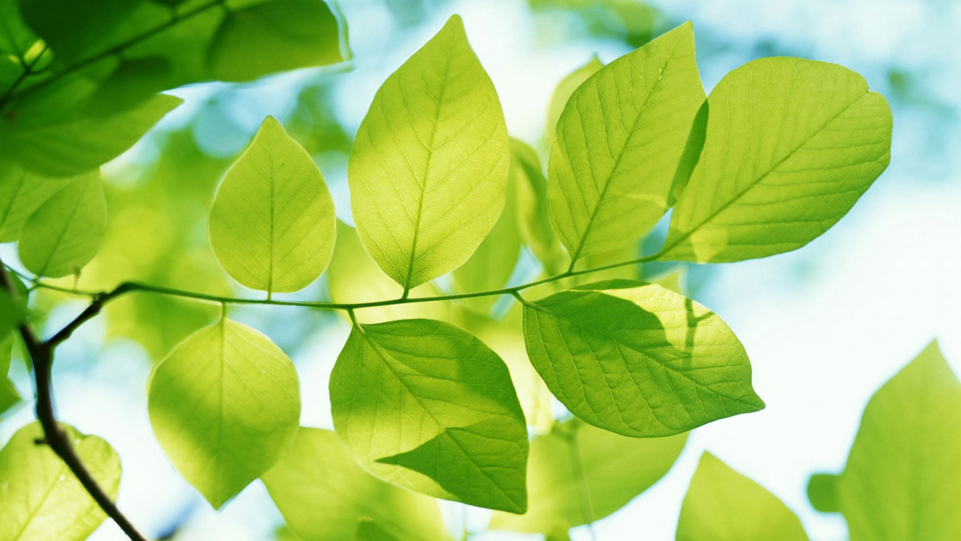 defocused, environmental Conservation, season, abstract, green, bush, form plant, freshness, colors, macro, woodland, nature, no People, color Image, studio shot, HD Wallpaper
