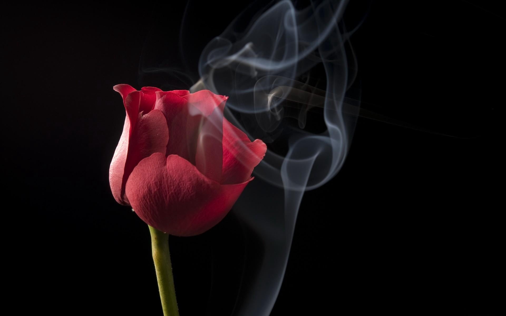 close-up, freshness, smoke, inflorescence, shape, flowering plant, changing form, studio shot, flower, multi Colored, plant, pink Color, single Flower, HD Wallpaper