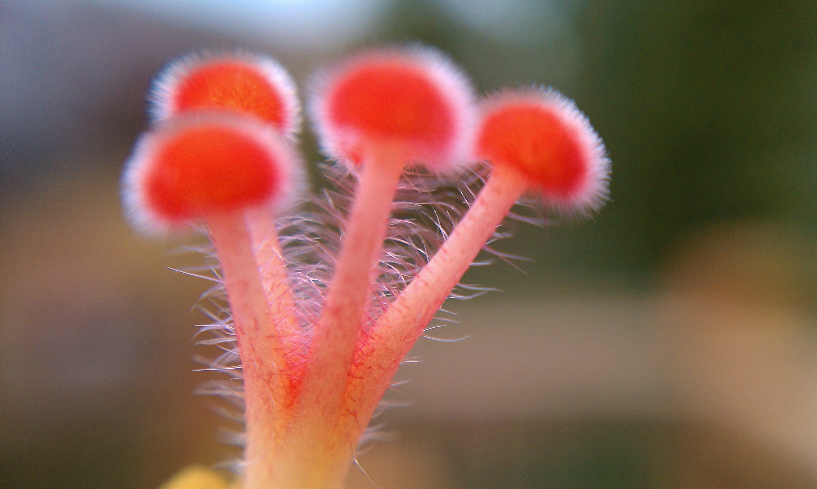 close-up, focus on foreground, form, 2K, beauty In Nature, day, flower Head, flower, mushroom, season, vulnerability, nature, plant stem, no people, outdoors, HD Wallpaper