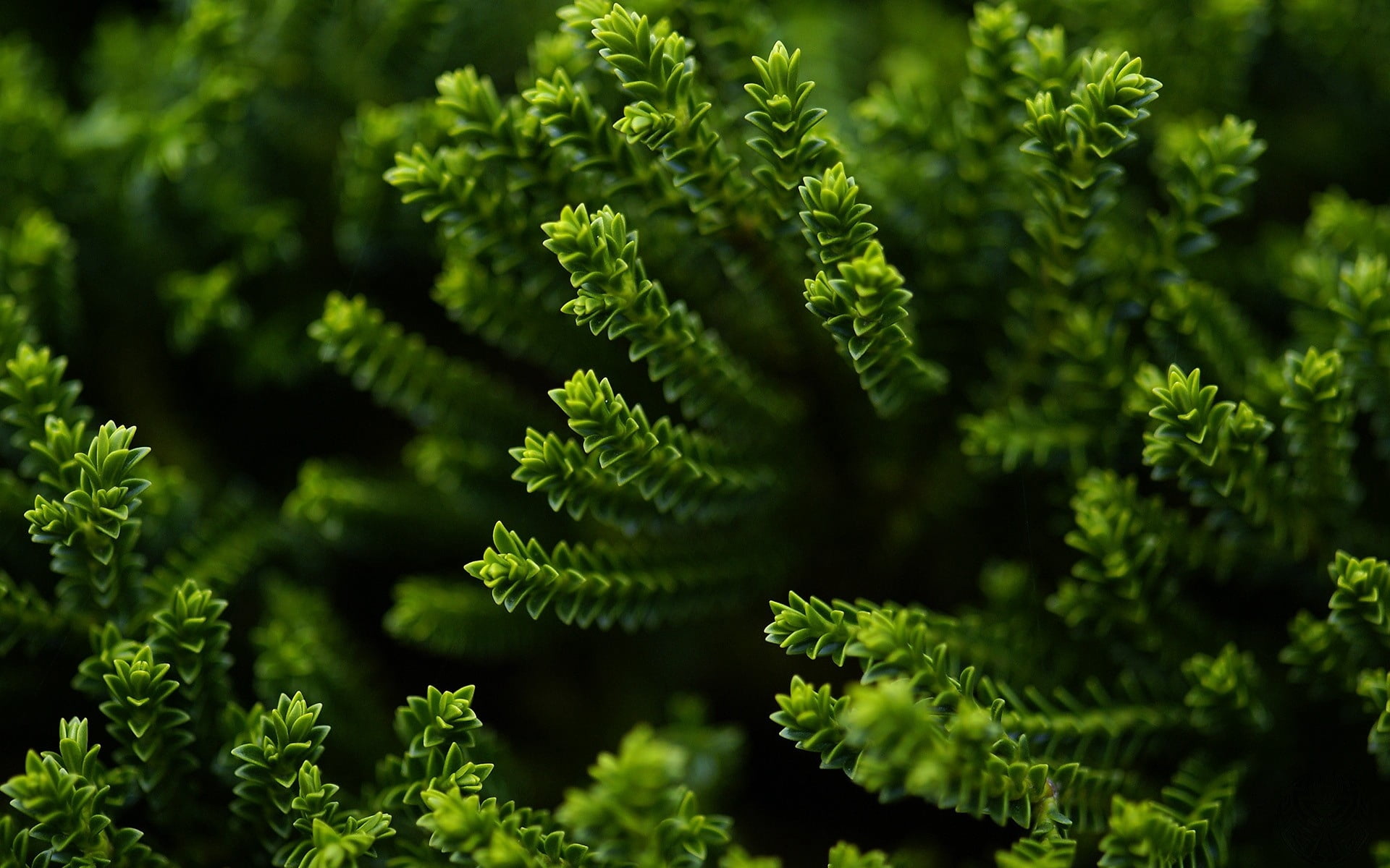 1080P, form, lush Foliage, herbs, needle - Plant Part, food and drink, environment, beauty In Nature, branch, leaf, plant, backgrounds, coniferous Tree, HD Wallpaper