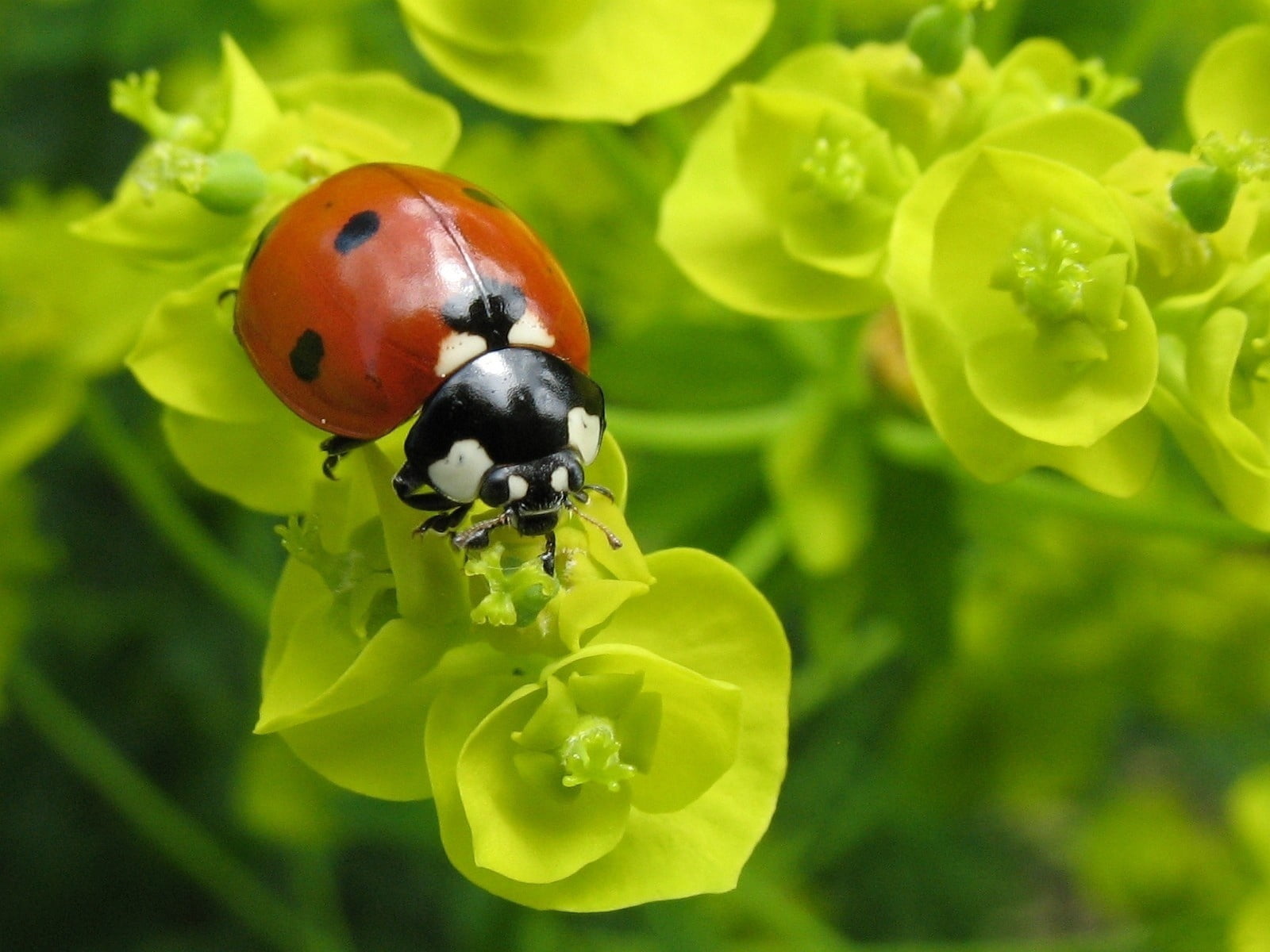 environment, formal Garden, outdoors, focus on foreground, crawling, vibrant Color, meadow, springtime, invertebrate, close-up, flower, freshness, summer, HD Wallpaper