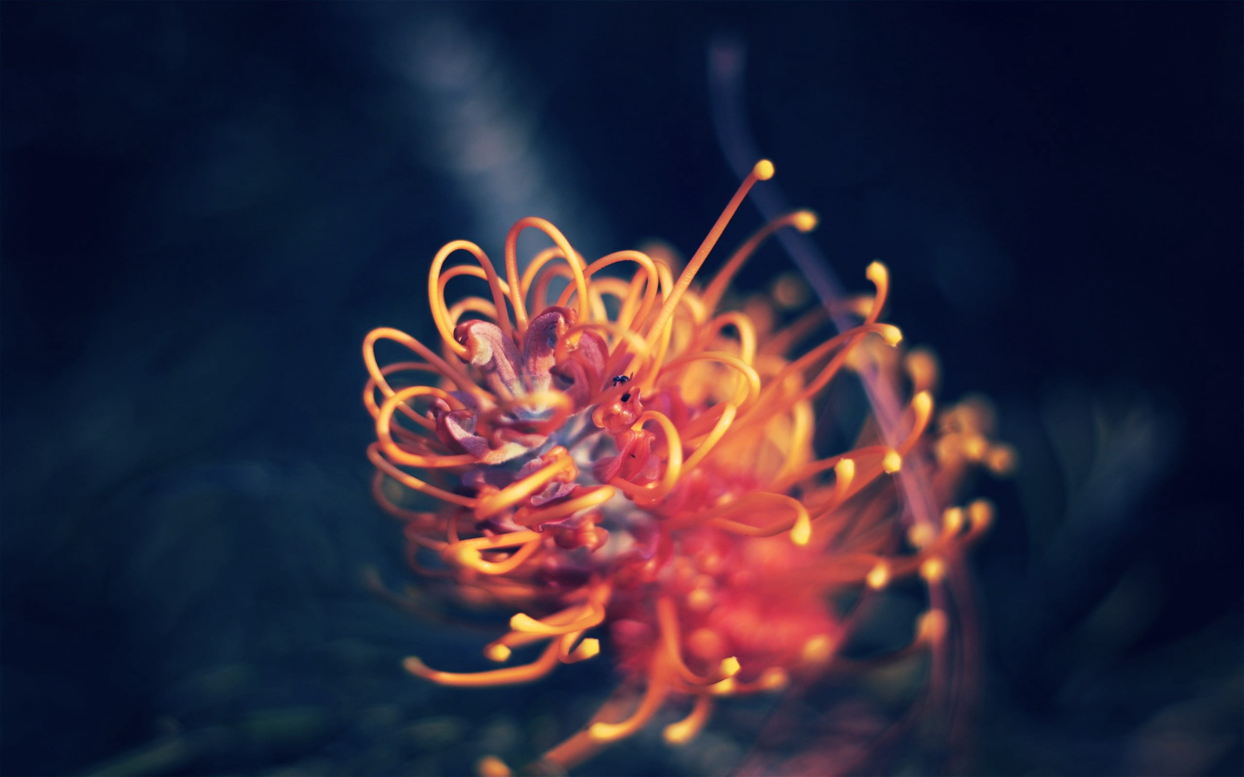 marine, fire - Natural Phenomenon, backgrounds, pollen, wreath, petal, burning, yellow, light, macro, flower head, outdoors, form, heat - Temperature, black Color, HD Wallpaper