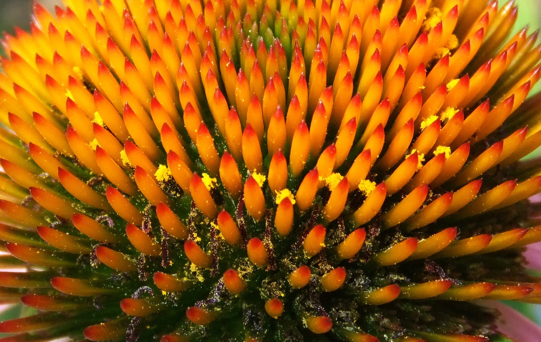 vulnerability, flowering plant, plant, natural pattern, pollen, yellow, orange color, marine, close-up, form, fragility, multi colored, 720P, flower head, HD Wallpaper