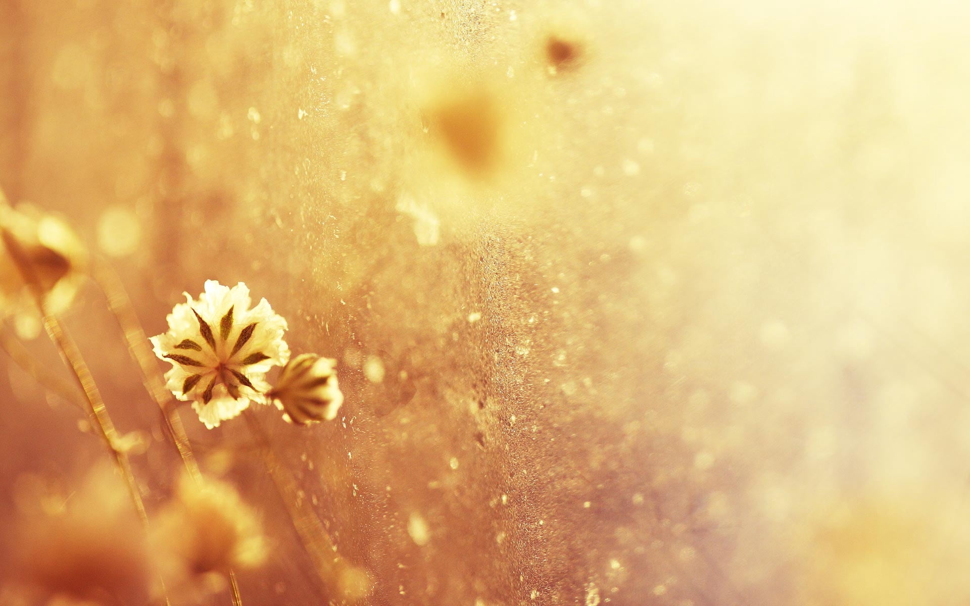 summer, plant, copy Space, no People, single Flower, cold temperature, springtime, decoration, frost, light, yellow, inflorescence, winter, outdoors, backgrounds, HD Wallpaper
