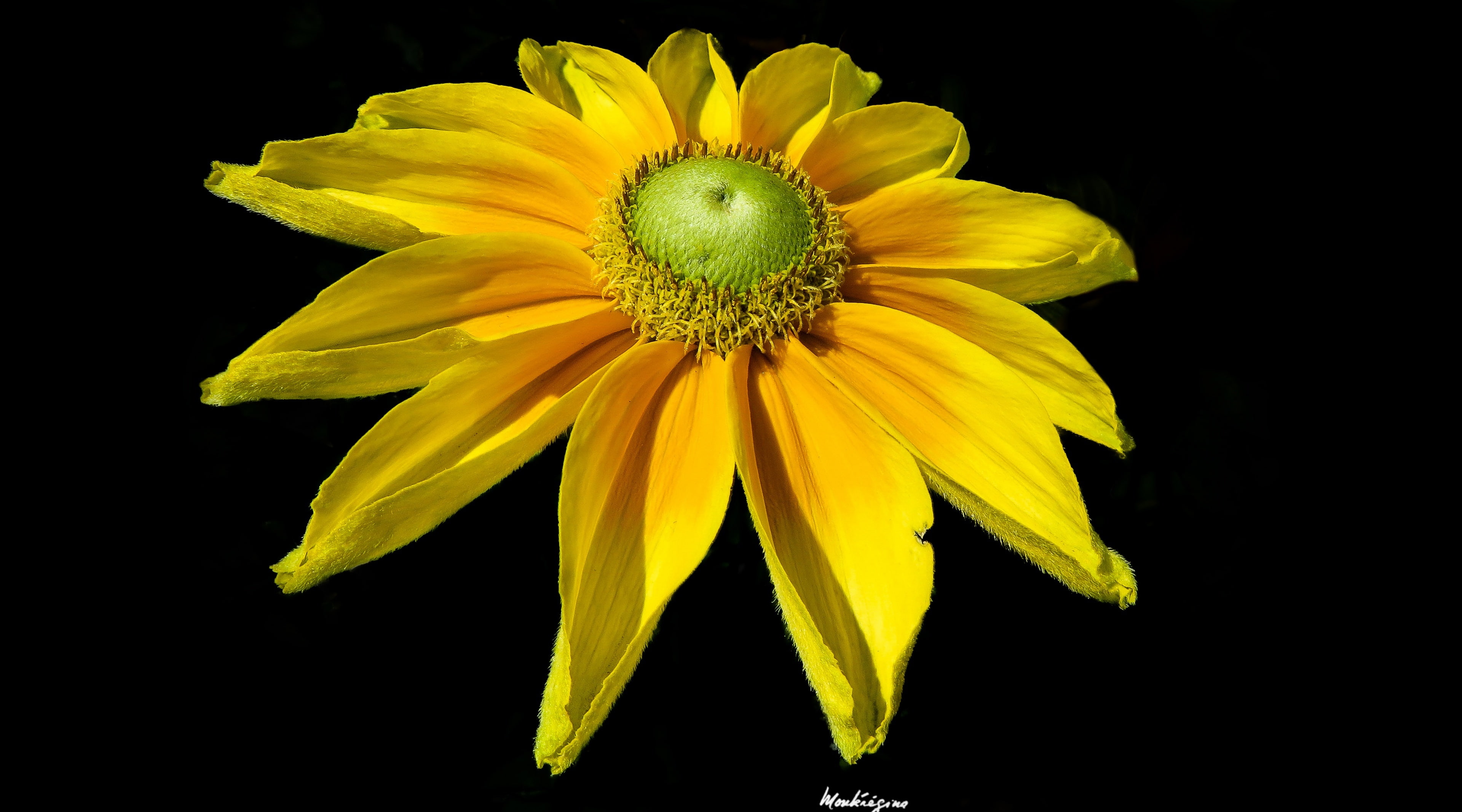 natur, fillframe, no people, Aero, onblack, Plants, beauty in nature, plantae, fleurs, fragility, Designs, Details, flower, bright, petal, gloriosadaisy, HD Wallpaper