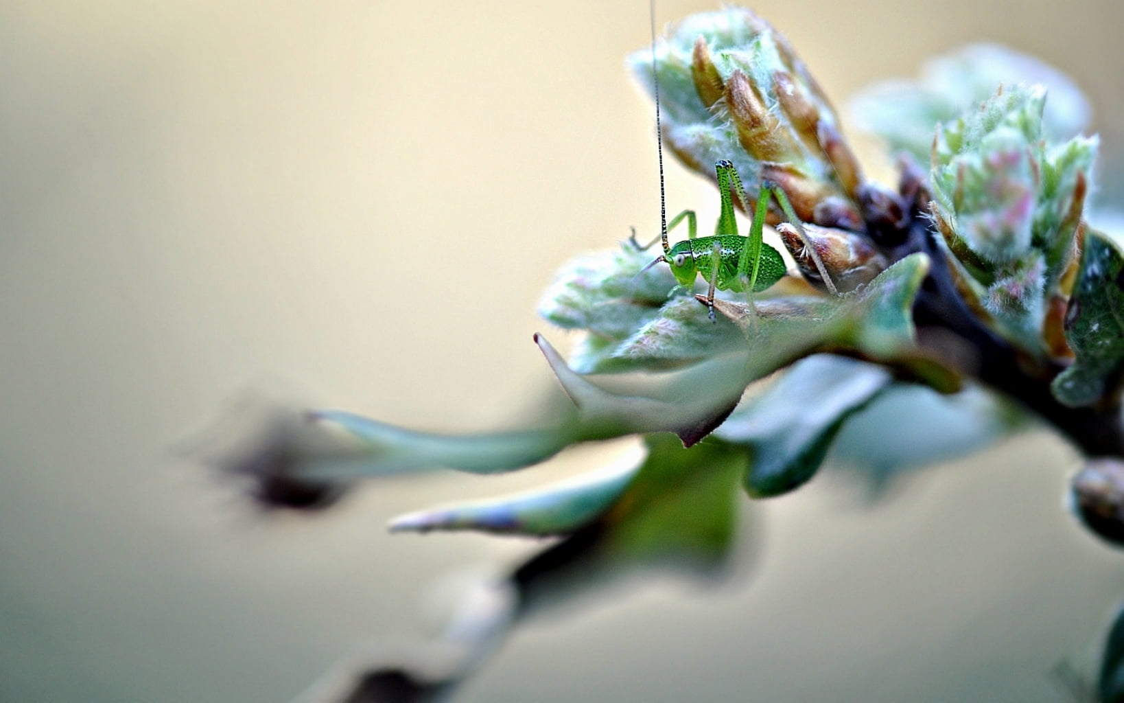 leaf, green color, close-up, outdoors, insect, grasshopper, one animal, plant, food, animals in the wild, 720P, animal wildlife, plants, food and drink, HD Wallpaper