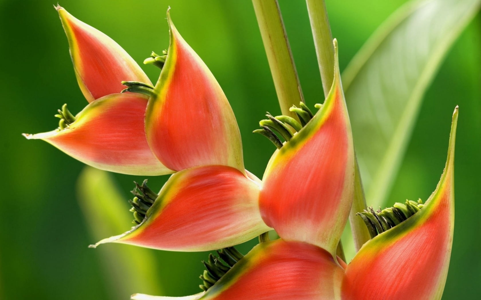 day, growth, fragility, flower head, botany, plant part, nature, vulnerability, paradise, beauty in nature, birds, form, inflorescence, no people, carved, HD Wallpaper