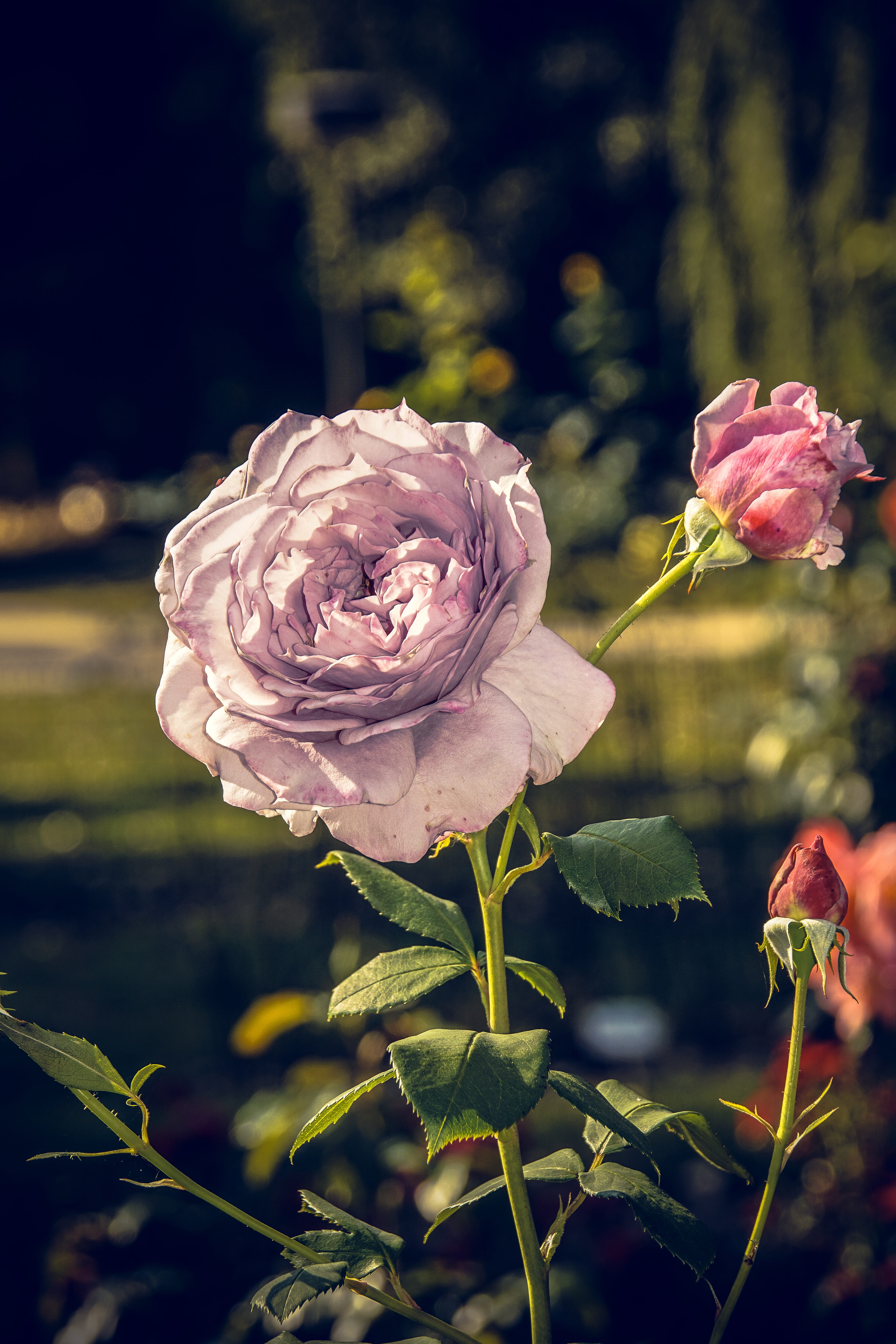 plant part, wilted plant, close, plant, flower, close-up, bloom, inflorescence, 5K, spring, rose bloom, freshness, petal, leaf, focus on foreground, green, Phone HD Wallpaper