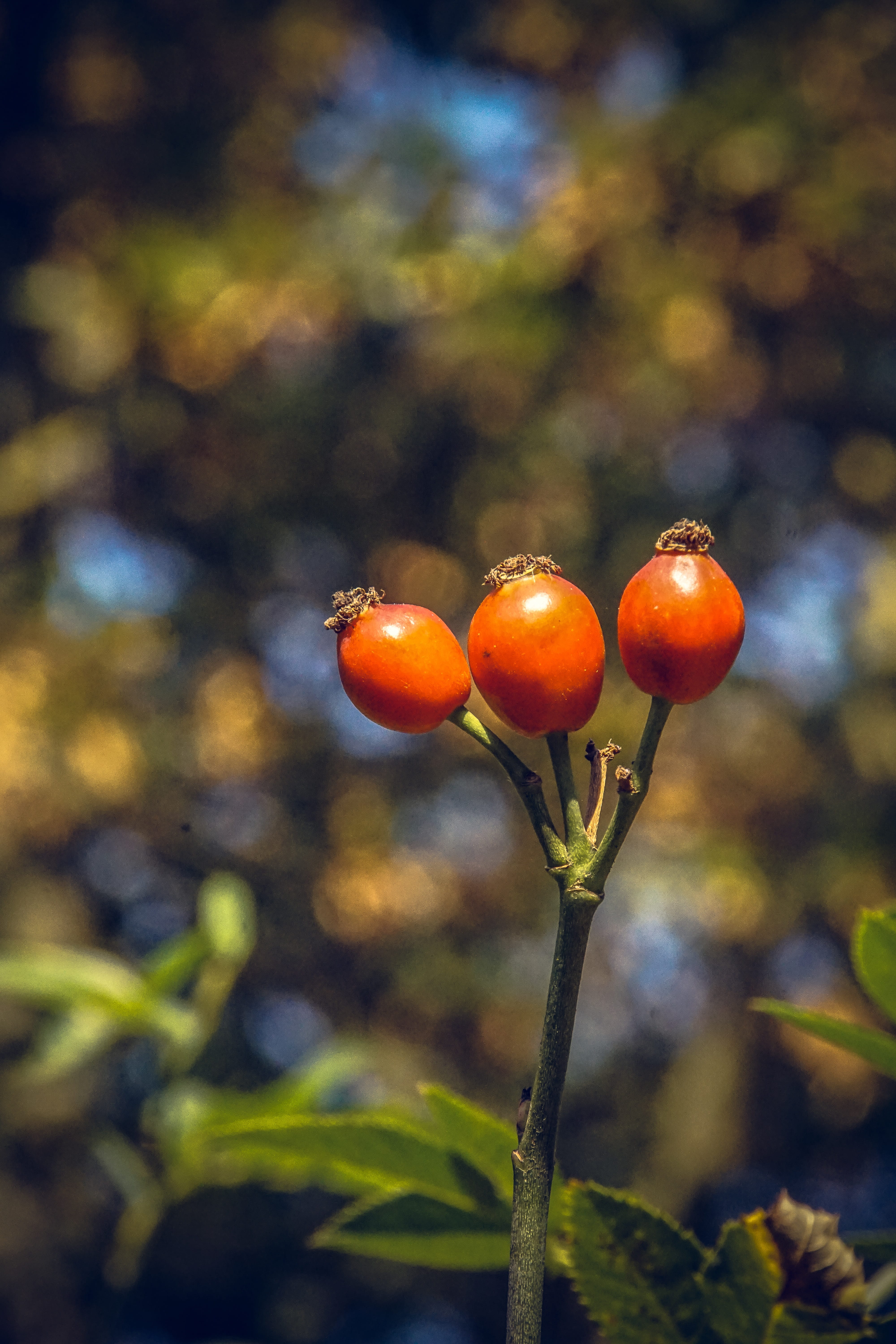 form, leaf, blossom, berry fruit, focus on foreground, plant stem, no people, green, spring colours, fruit, beauty, velvet, flower stalk, rose hip, ripe, Phone HD Wallpaper