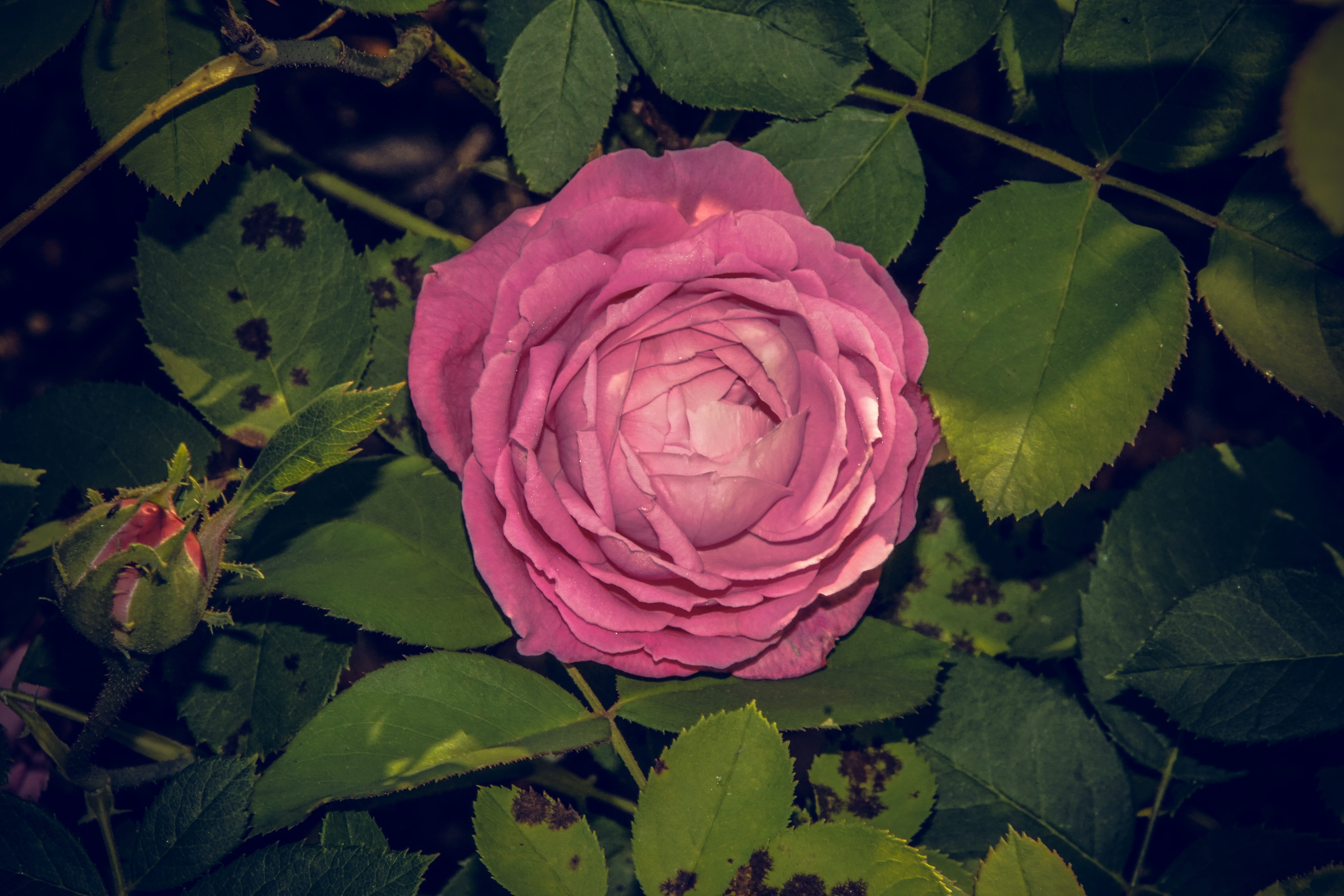 close, rose breeding, flower, flower stalk, leaf, nature, freshness, spring colours, flower head, love, macro photography, beauty in nature, rose bloom, HD Wallpaper