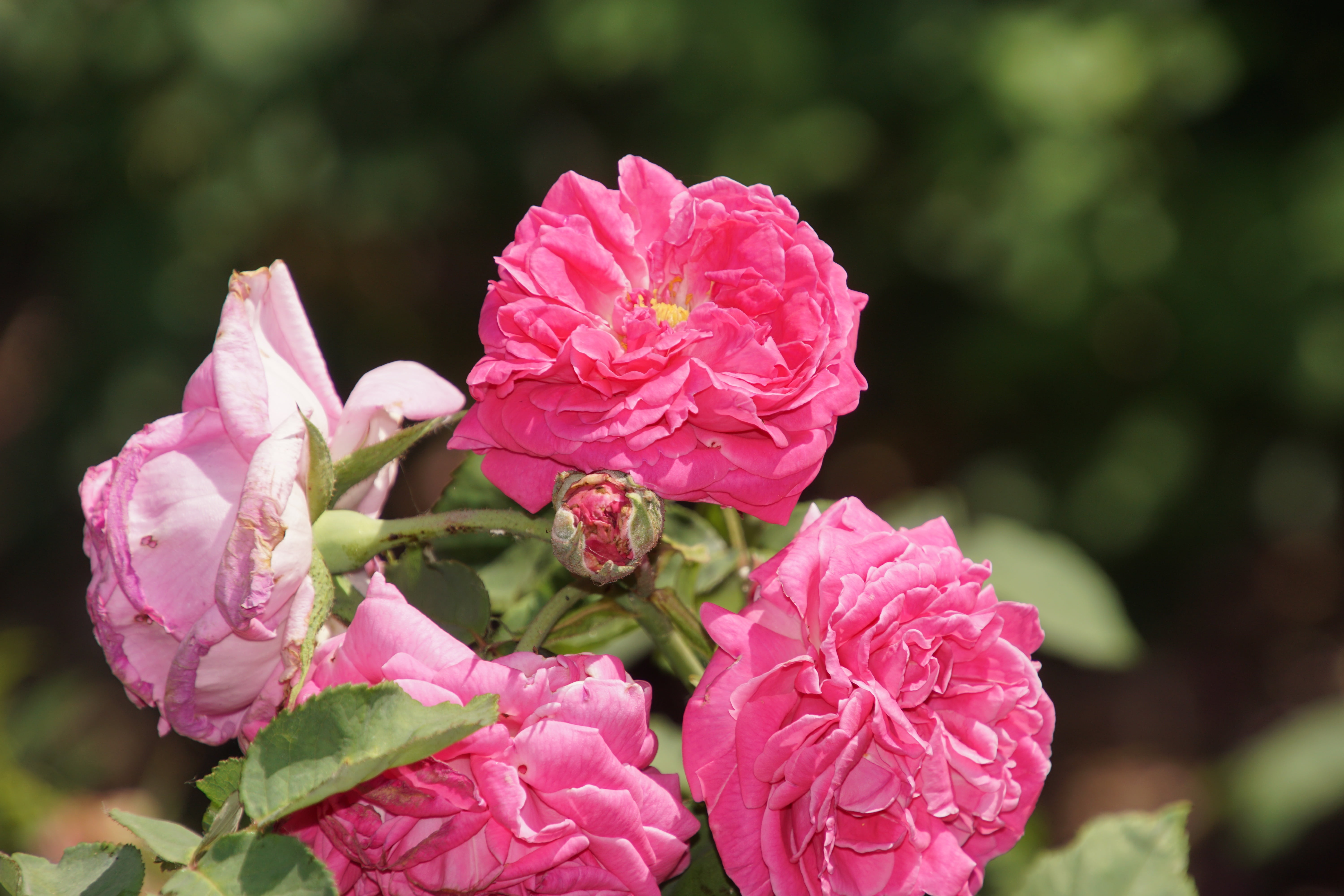 plants and flowers, fragility, summer, macro photography, outdoors, vulnerability, rose - flower, isaac pereire, day, springtime, pink color, love, close-up, HD Wallpaper