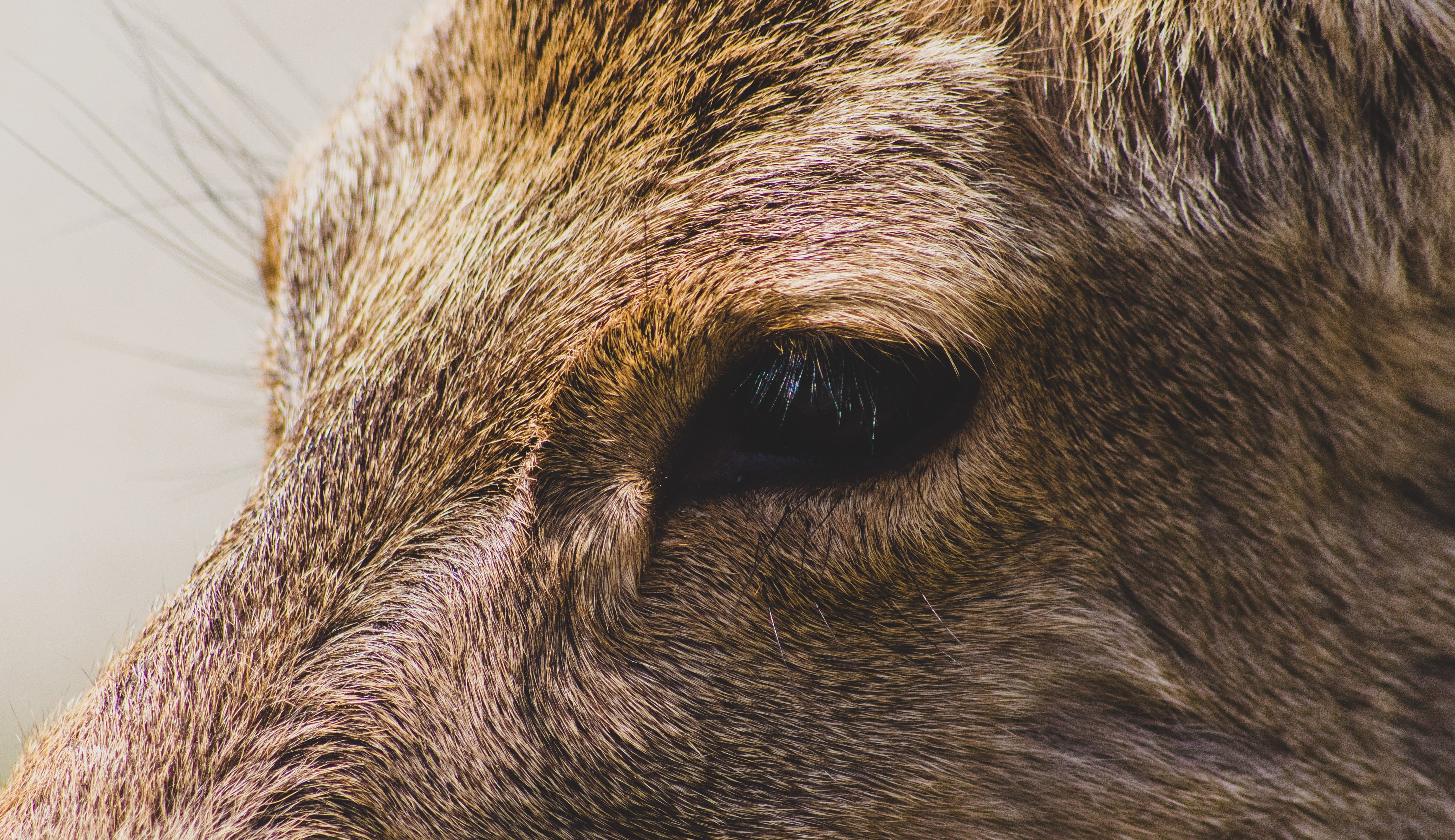 asleep, day, fur, animal body part, animals in the wild, coated, animal eye, animal, wildlife, canine, elk, animal nose, snout, beagle, puppy, eye, domestic, HD Wallpaper