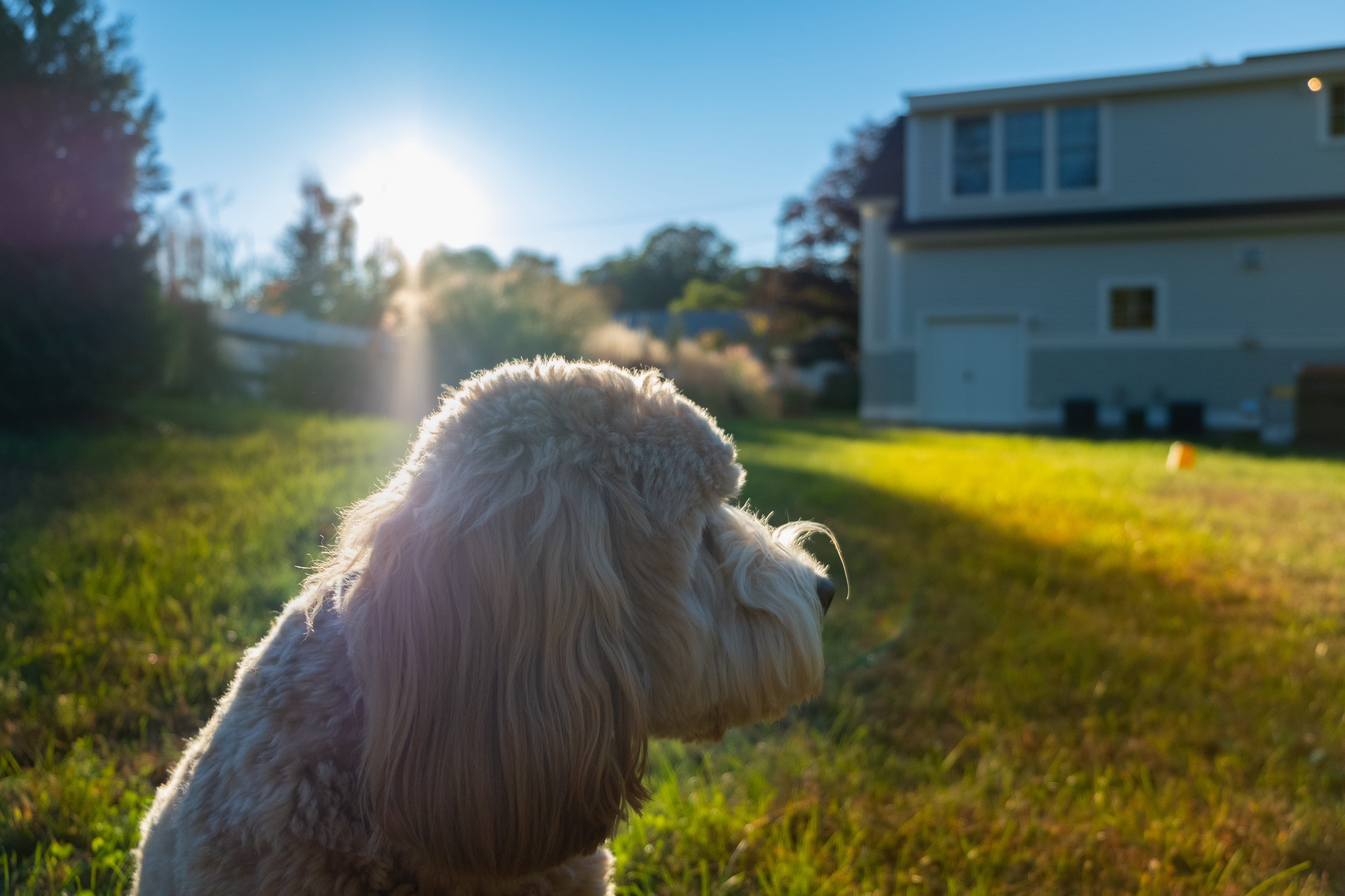 plant, cocker spaniel, animal themes, pets, sky, canine, spaniel, outdoors, day, kit fox, fox, white, puppy, focus on foreground, sunlight, no people, grass, HD Wallpaper