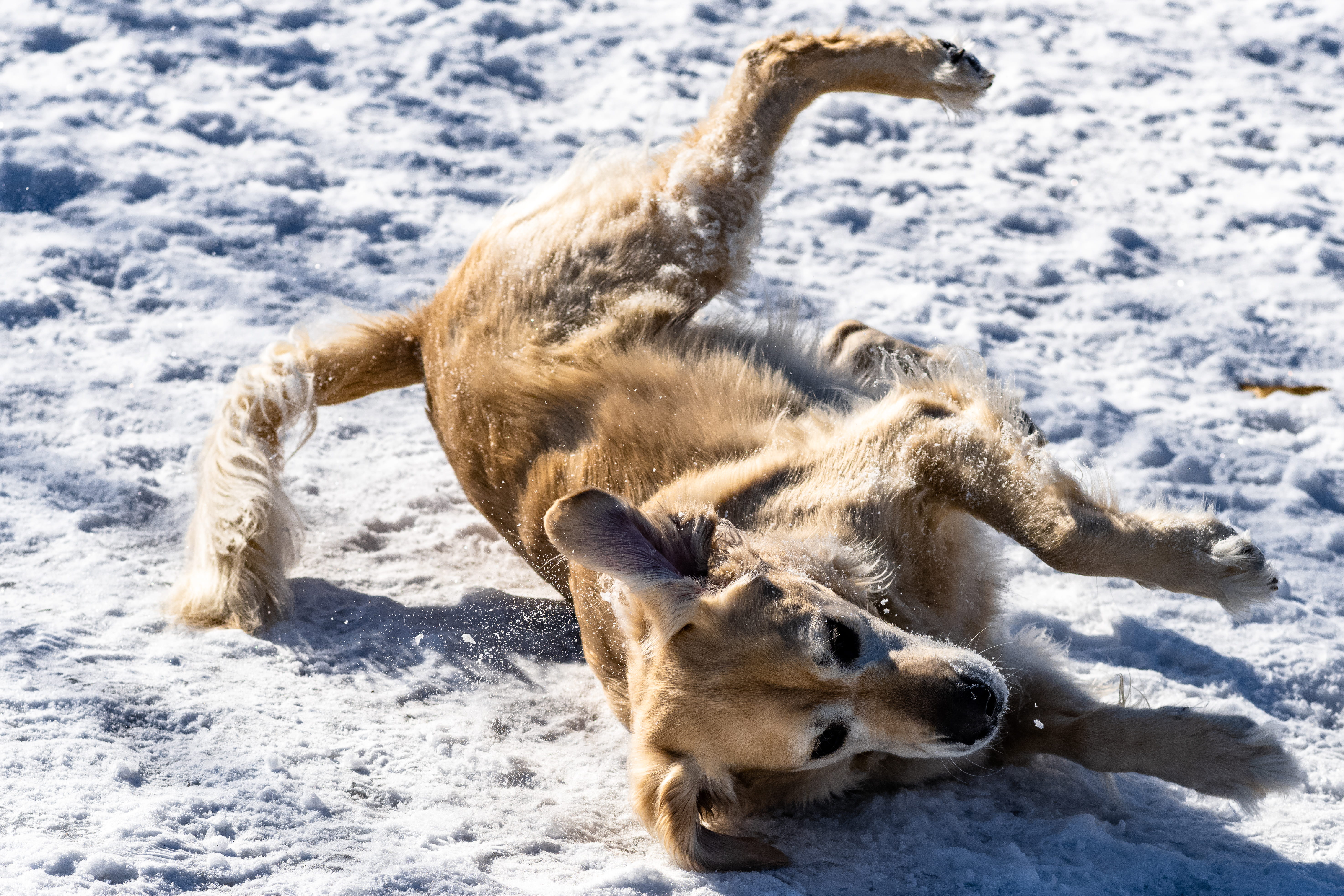 kit fox, wallaby, nature, day, white color, fox, red wolf, animal, dog, land, 5K, hound, sunlight, bird, animal wildlife, field, winter, snow, pet, no people, HD Wallpaper