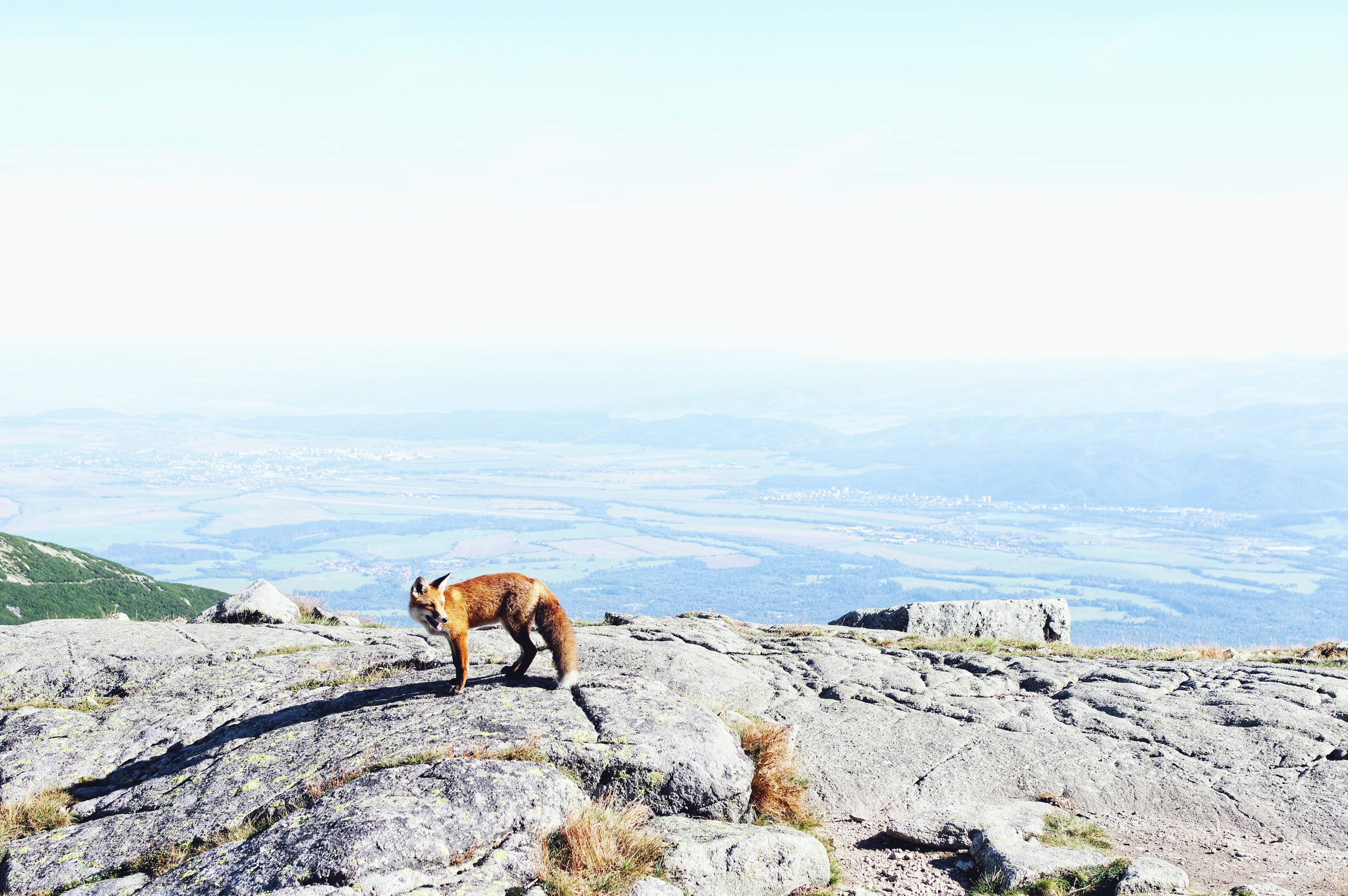 hound, wildlife, nature, beauty in nature, canine, scenics - nature, leisure activities, environment, outdoors, cliff, domestic animals, no people, dog, HD Wallpaper