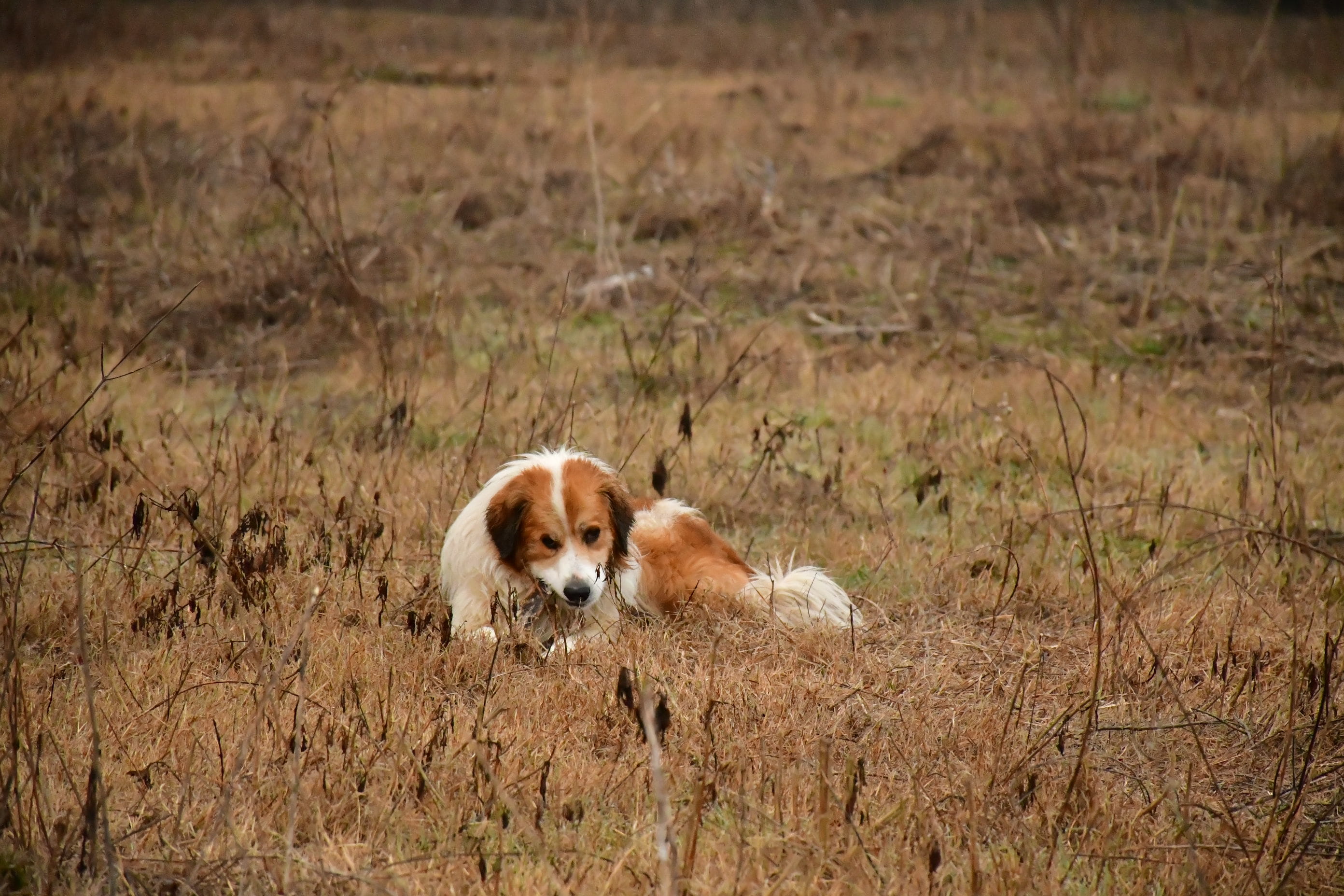 jar, field, animal wildlife, red fox, canine, pet, flooring, puppy, dog, hound, spaniel, wildlife, cocker spaniel, no people, collie, animal, kit fox, animals in the wild, HD Wallpaper