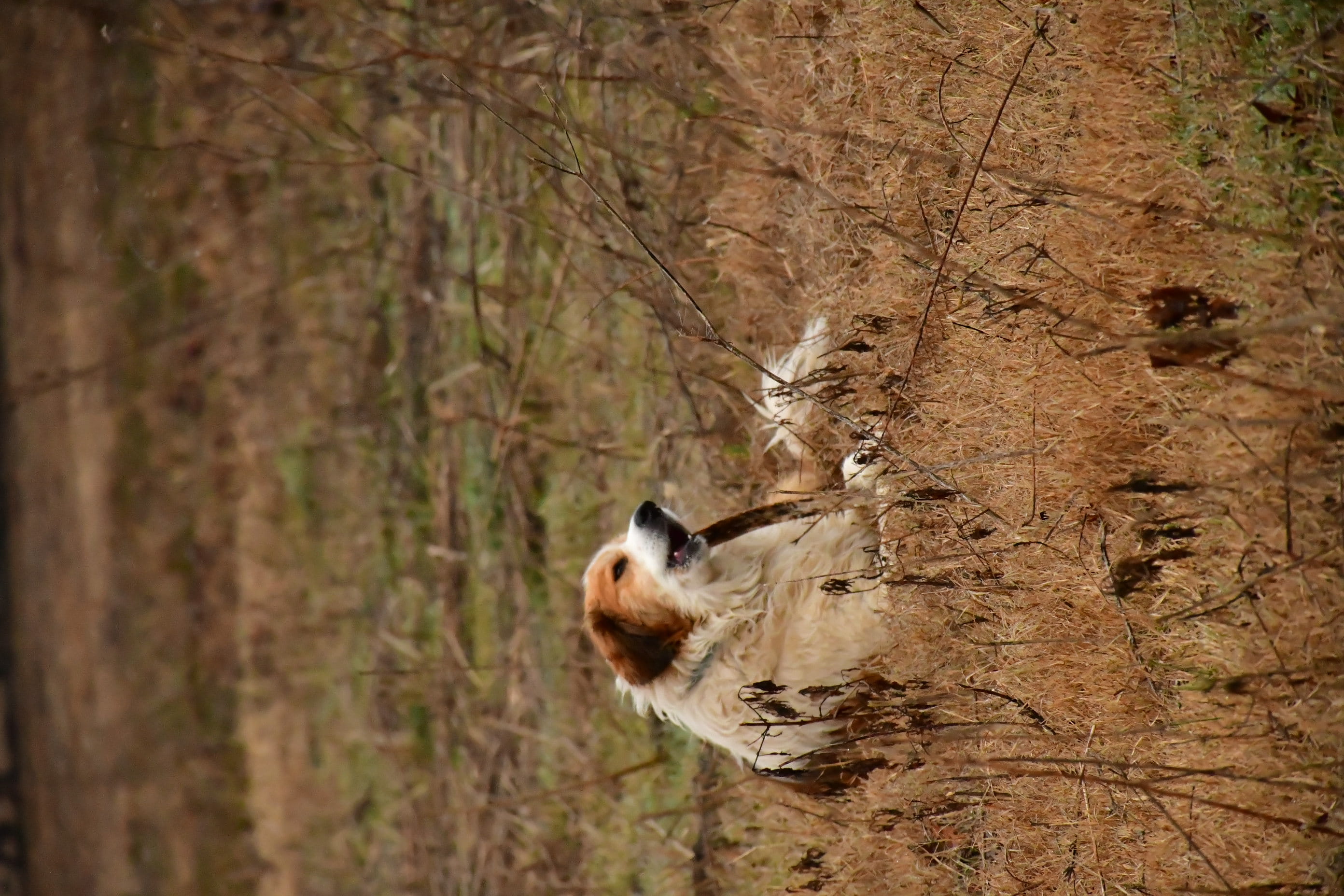 day, beagle, golden retriever, whisker, cocker spaniel, flooring, tree, plant, papillon, wildlife, pet, land, ground, dog, trunk, vertebrate, outdoors, HD Wallpaper