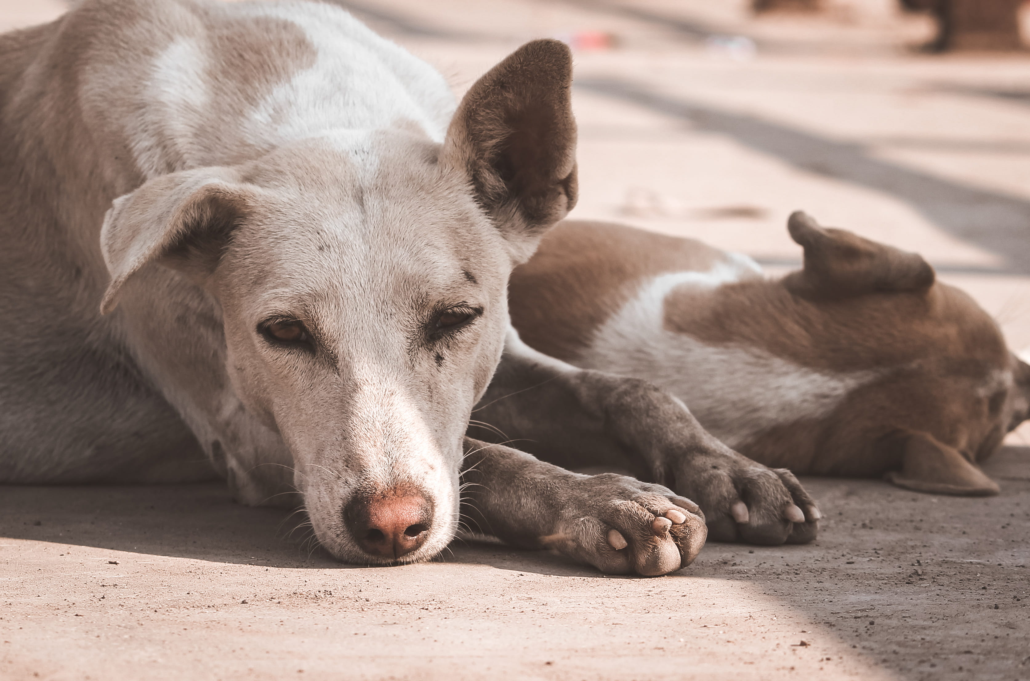 daytime, focus on foreground, puppy, fox, mammal, wildlife, hound, lying, dogs, snout, day, domestic, canine, two, pitbull, vertebrate, dog, eating, pointer, HD Wallpaper