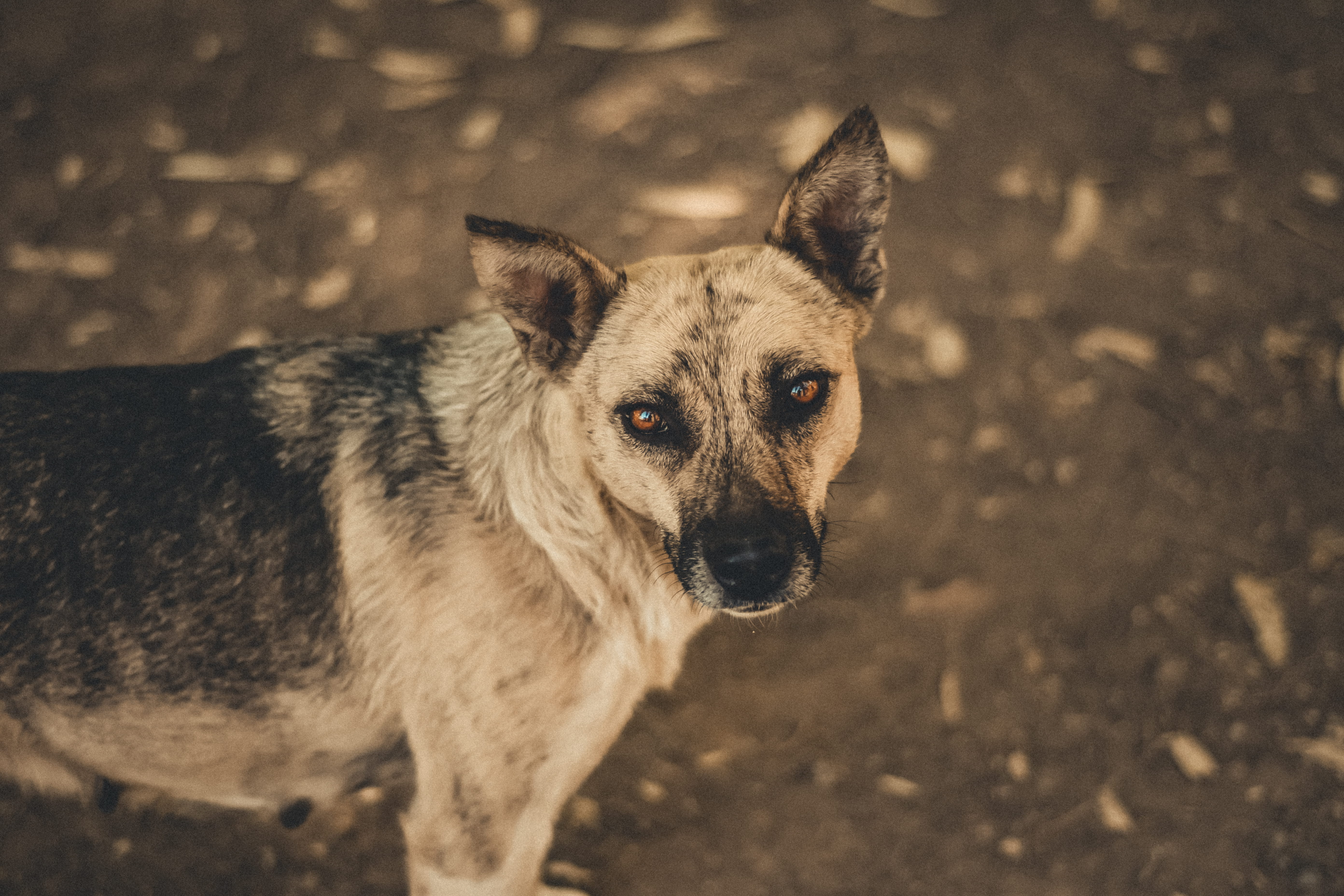 standing, looking at camera, pets, mammal, animal themes, one animal, german shepherd, wildlife, 5K, no people, red wolf, pet, ground, field, photography, HD Wallpaper