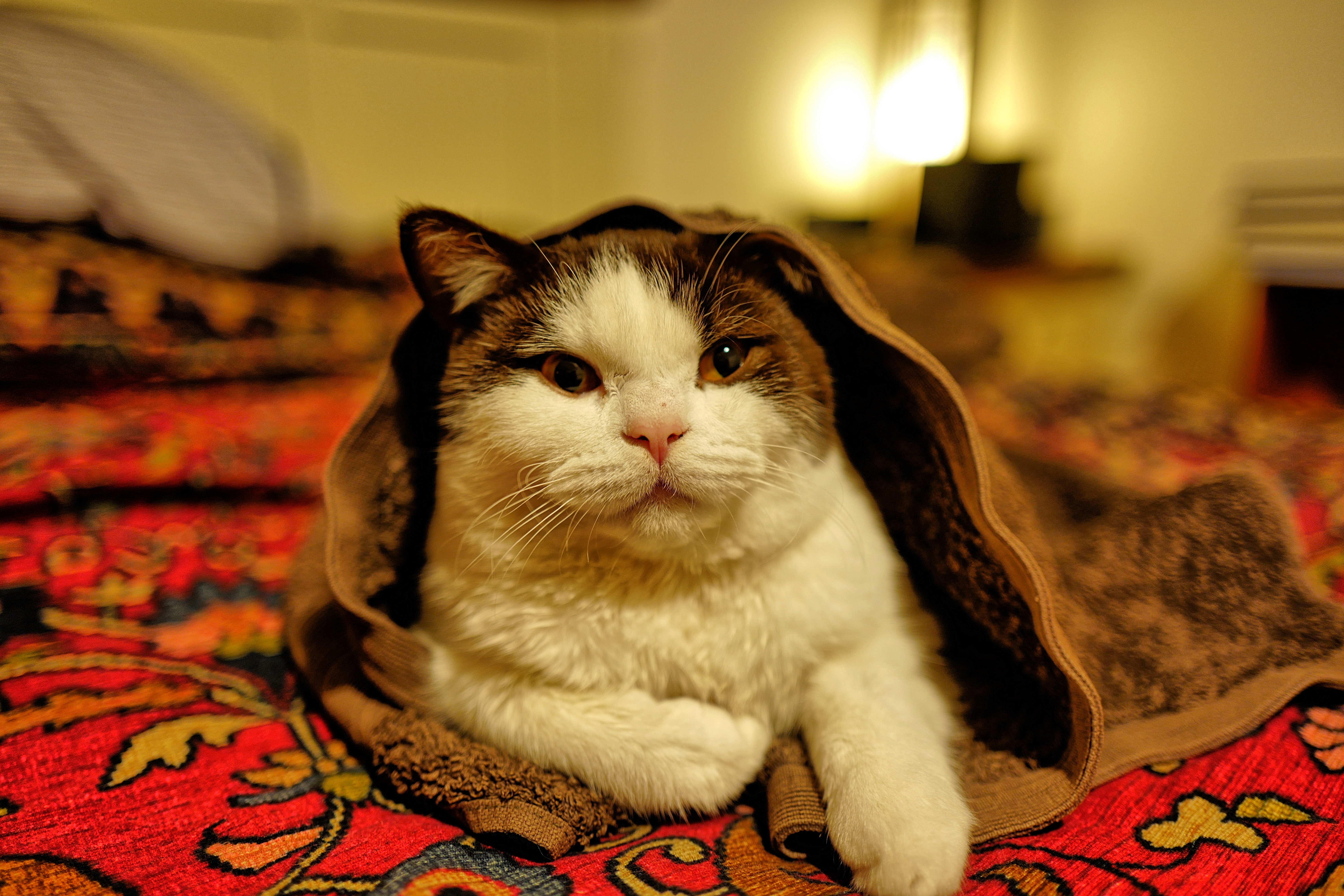 looking at camera, domestic, relaxation, animal themes, cat, 5K, indoors, mammal, feline, home interior, furniture, vertebrate, focus on foreground, no people, HD Wallpaper