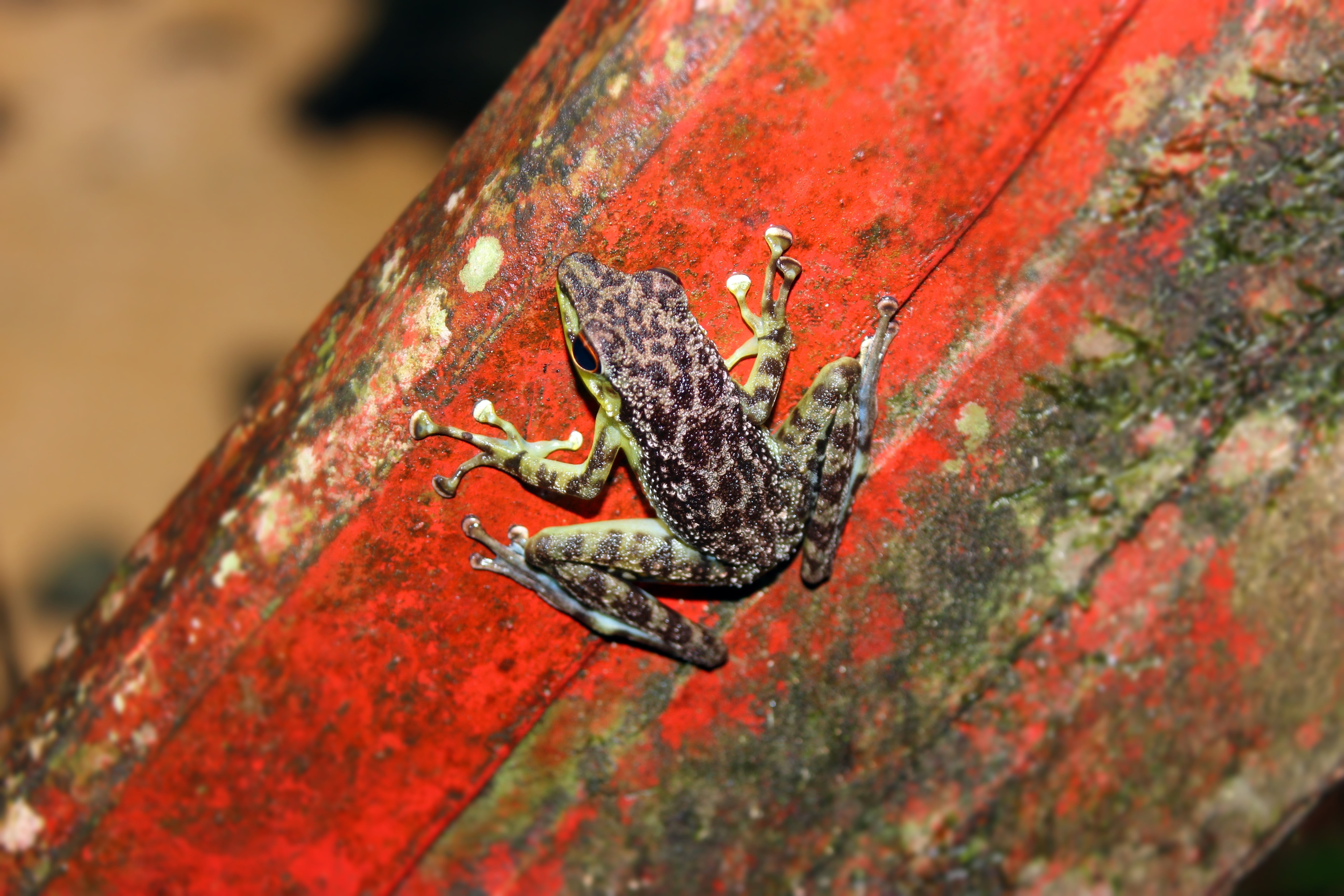 animal themes, focus on foreground, rock, nature, invertebrate, jungle, one animal, outdoors, natural, 5K, plant, animal wildlife, tree, selective focus, HD Wallpaper