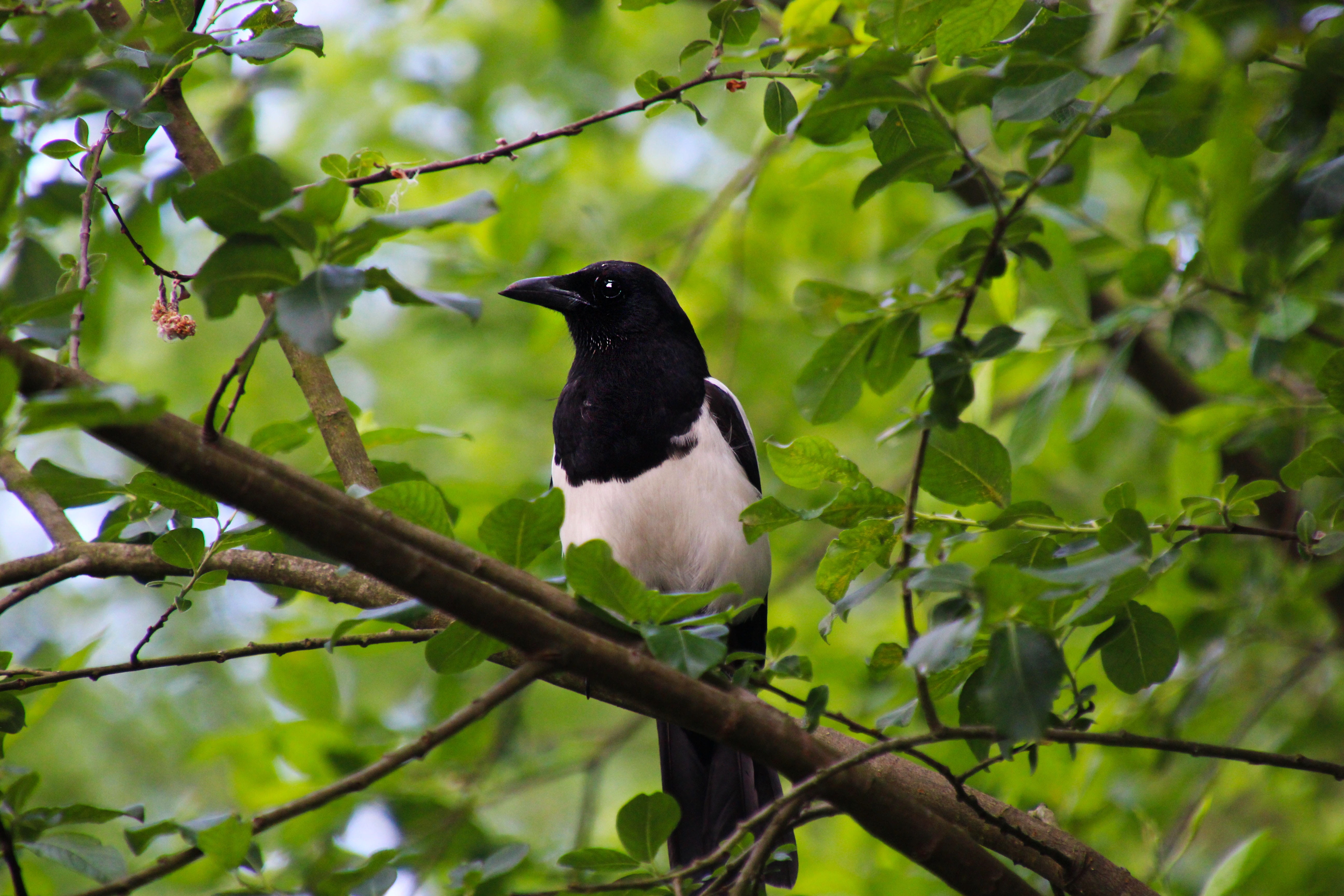 leaf, black, black color, one animal, animals in the wild, low angle view, white, day, animal themes, wildlife, foliage, branch, perching, plant, Animal, HD Wallpaper
