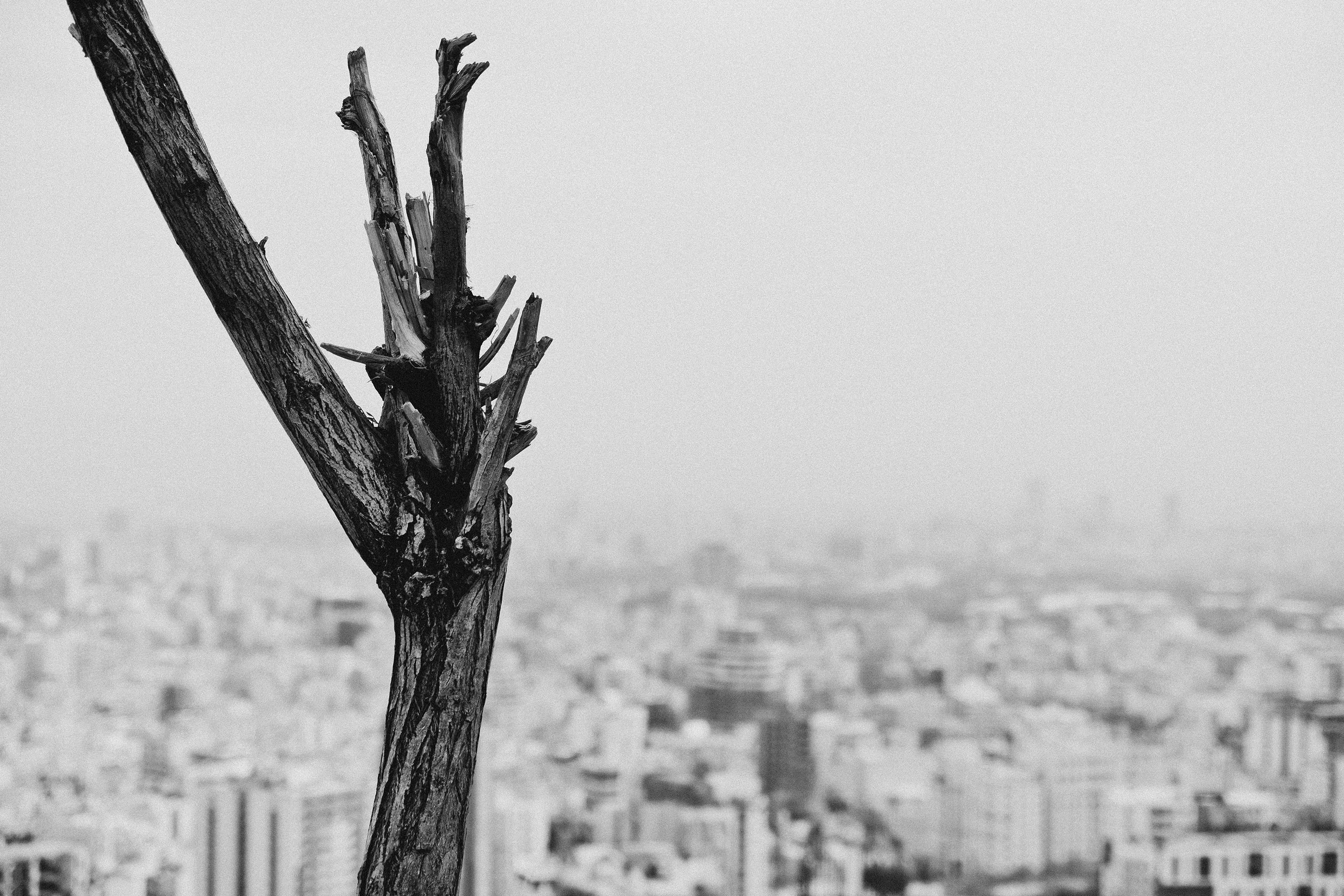 close-up, focus, grayscale, branch, sculpture, plant, architecture, black and white, city, no people, copy space, tree, white, day, trunk, growth, building exterior, HD Wallpaper