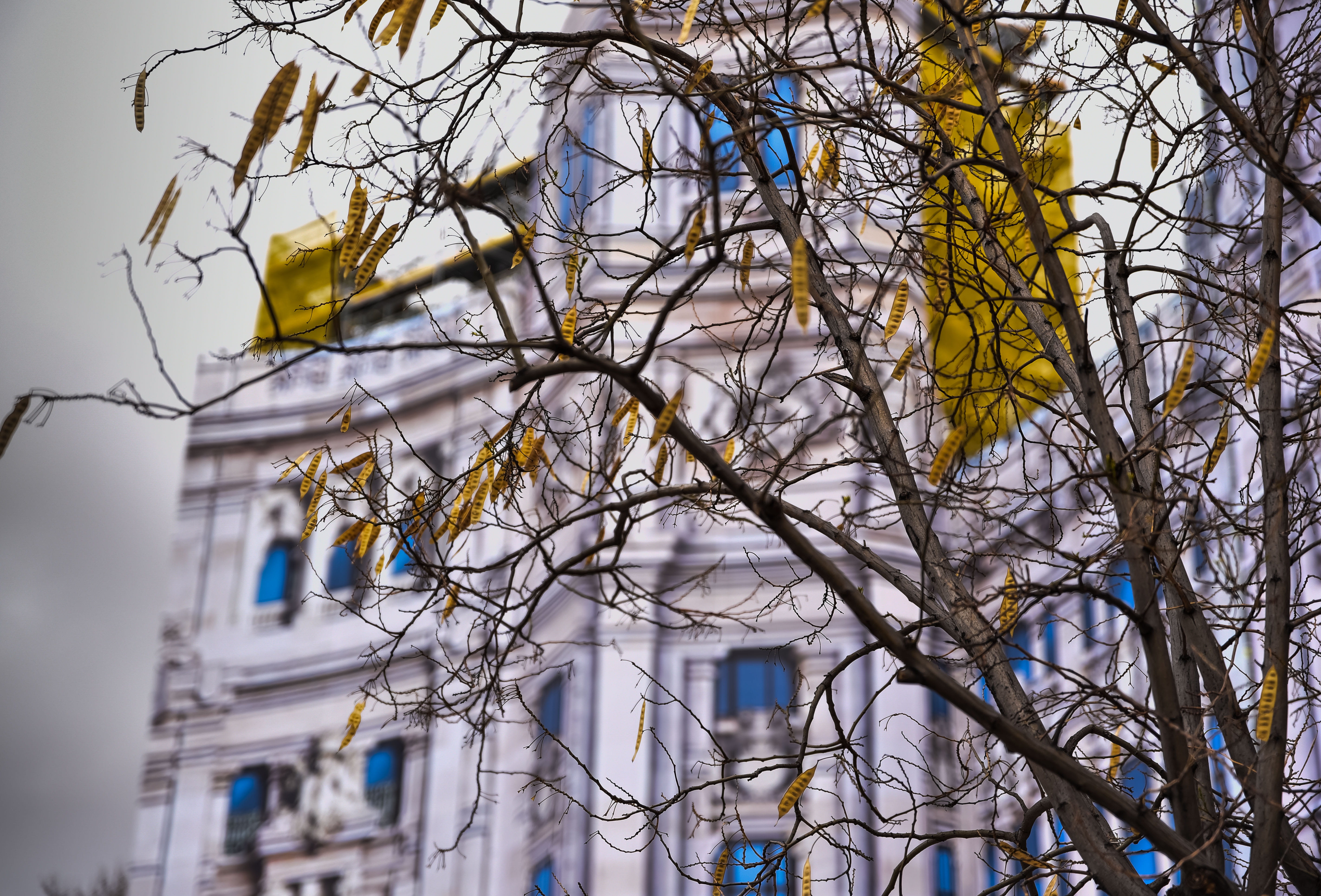 dead plant, spain, bare tree, madrid, architecture, sky, 5K, low angle view, plant, complexity, built structure, focus on foreground, outdoors, apartment, HD Wallpaper