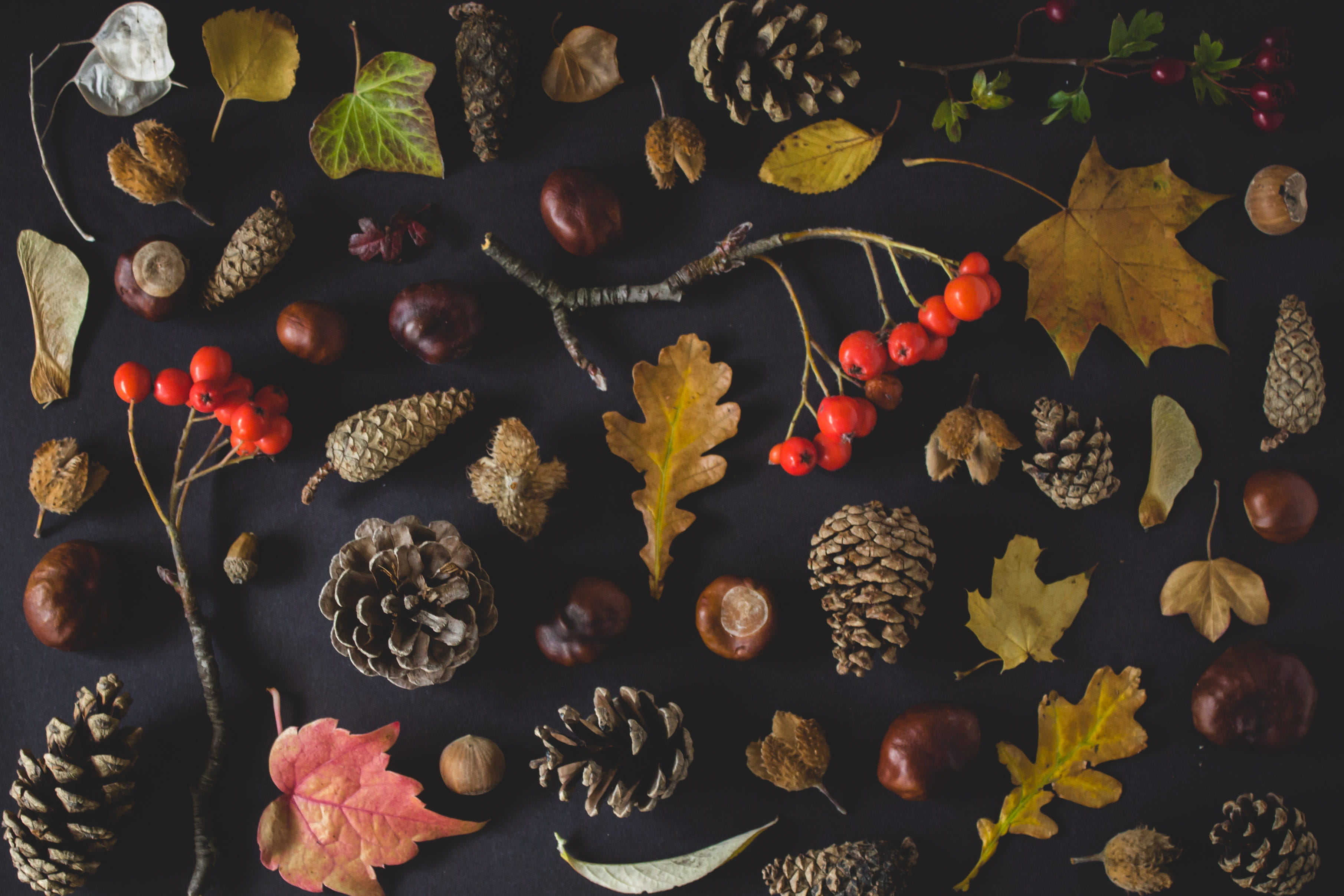 2K, brown, leaves, fruits, black, vector, lot, decoration, leafe, acorn, fall, season, organic, yellow, berry, ornate, leaf, nature, red, tree, food, forest, HD Wallpaper