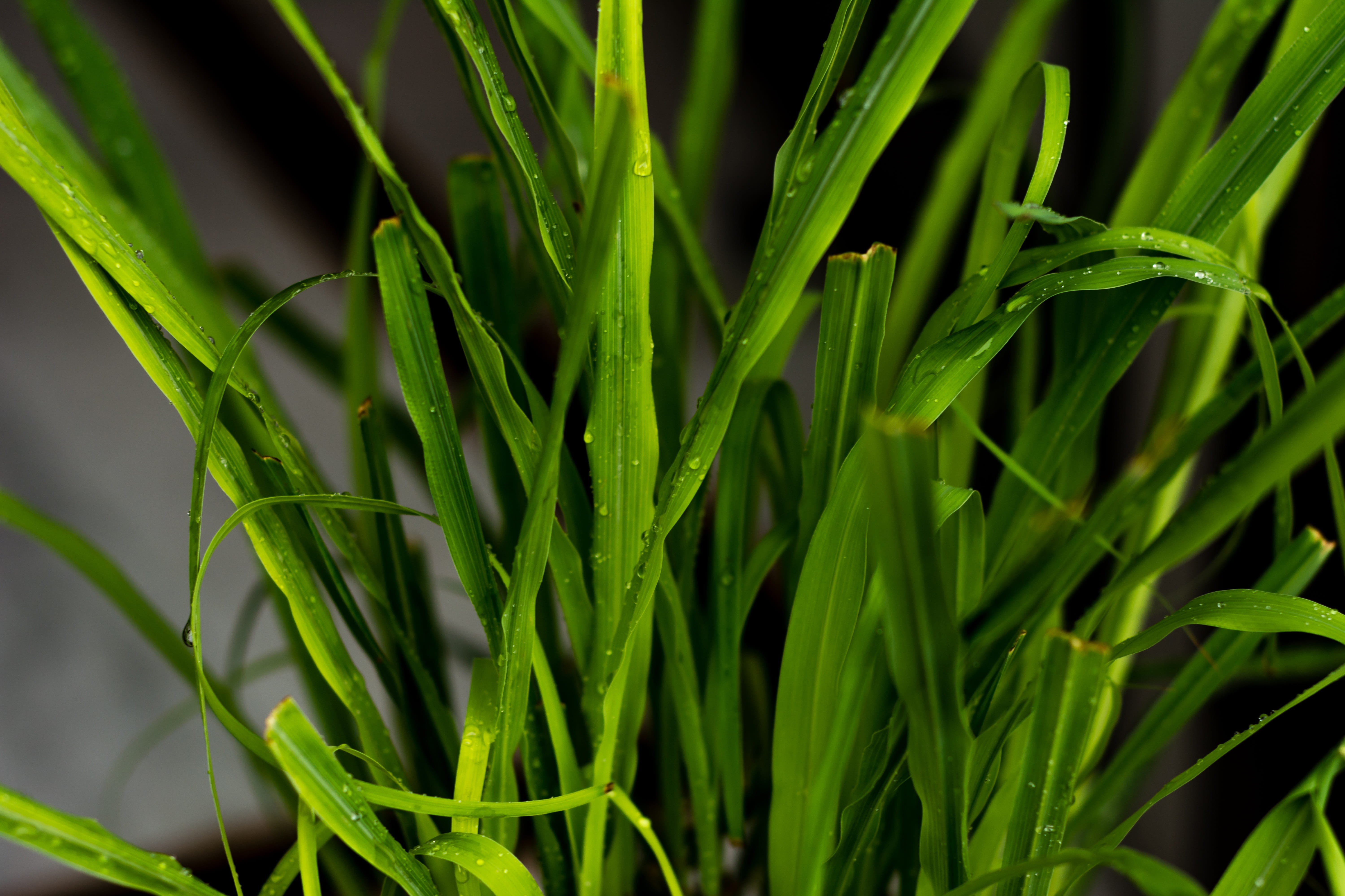 pattern, land, garden, blade of grass, environment, day, 5K, green color, agriculture, forest, flowers, backgrounds, leaves background, plant, green, beauty in nature, HD Wallpaper