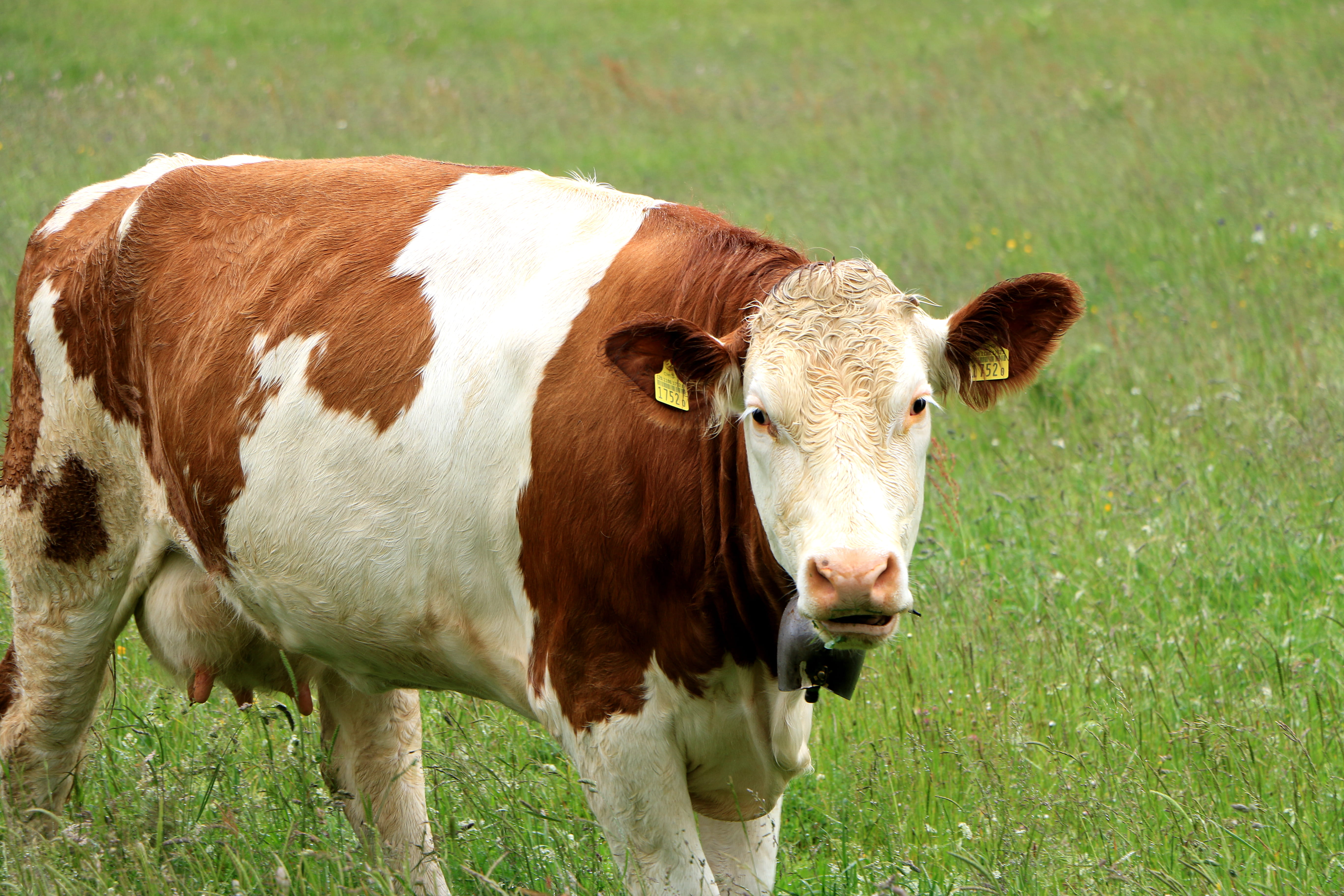 domestic animals, 5K, looking at camera, vertebrate, livestock, domestic cattle, no people, animal, nature, herbivorous, field, plant, one animal, domestic, HD Wallpaper