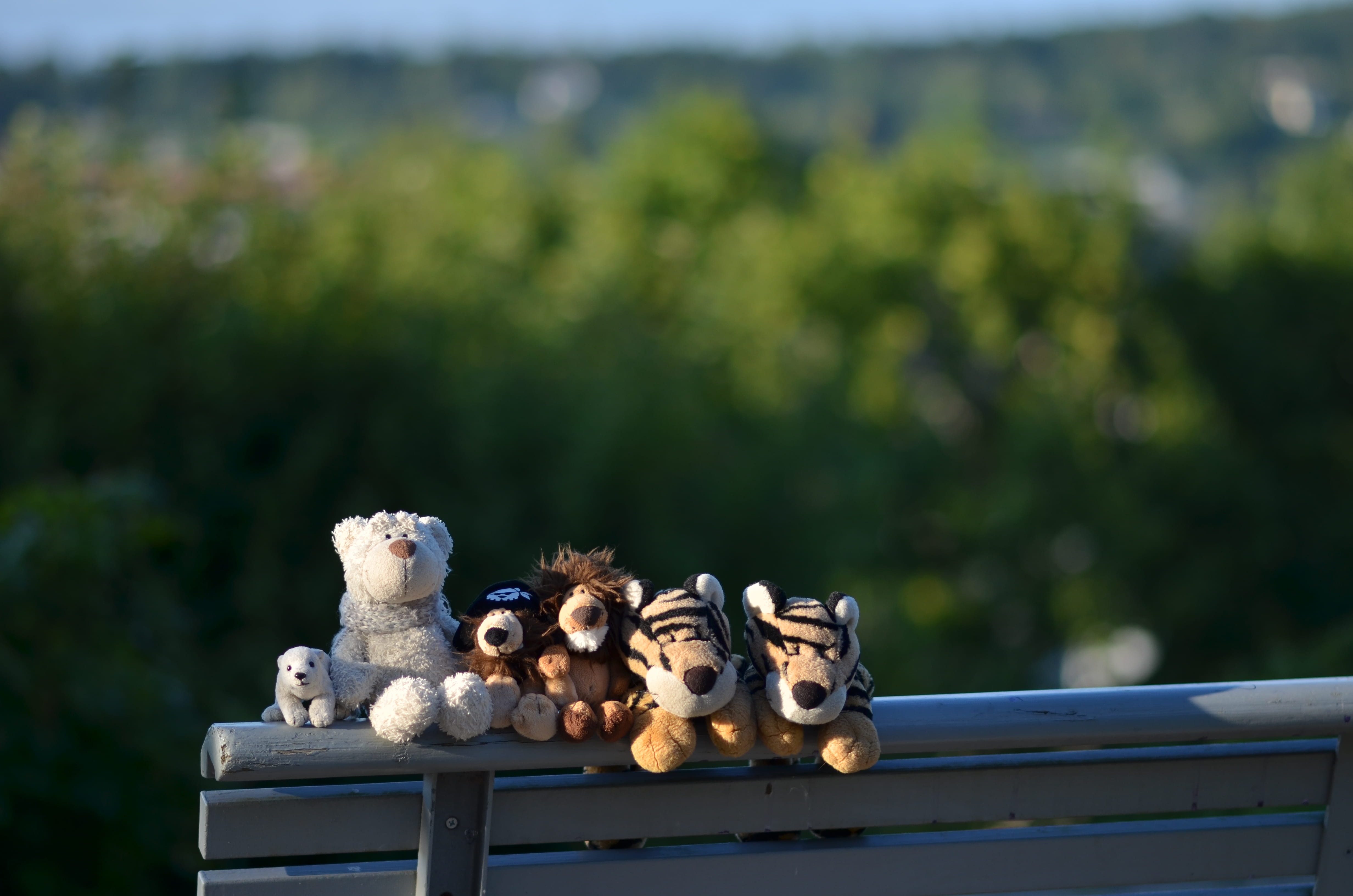 4K, day, side by side, animals in the wild, rosengarten heiligberg, nature, animal representation, group of animals, winterthur, representation, lions, HD Wallpaper