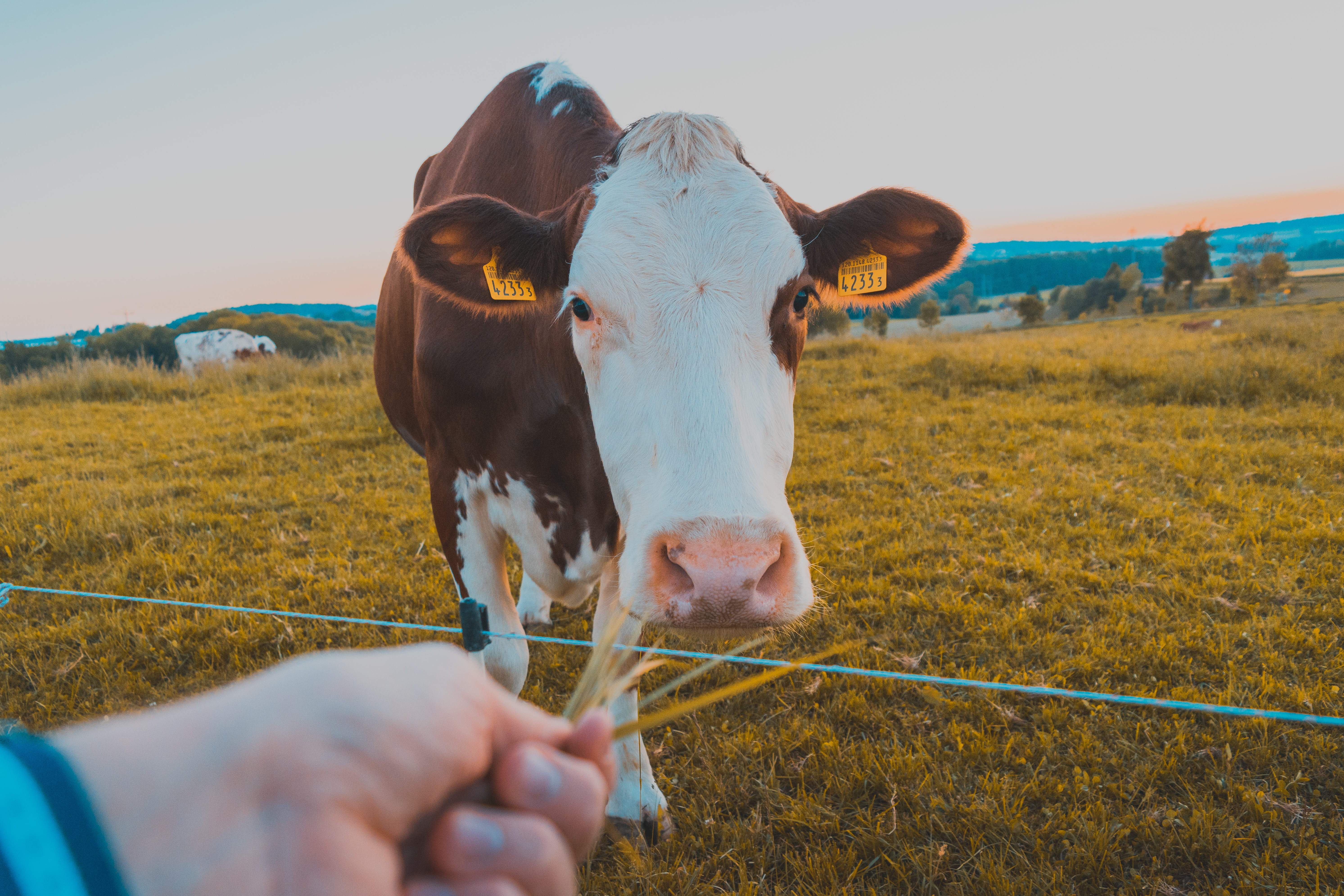 one person, hand, grass, livestock, plant, 5K, cow, fribourg, land, one animal, pets, animal, human hand, human body part, outdoors, domestic, field, nature, HD Wallpaper