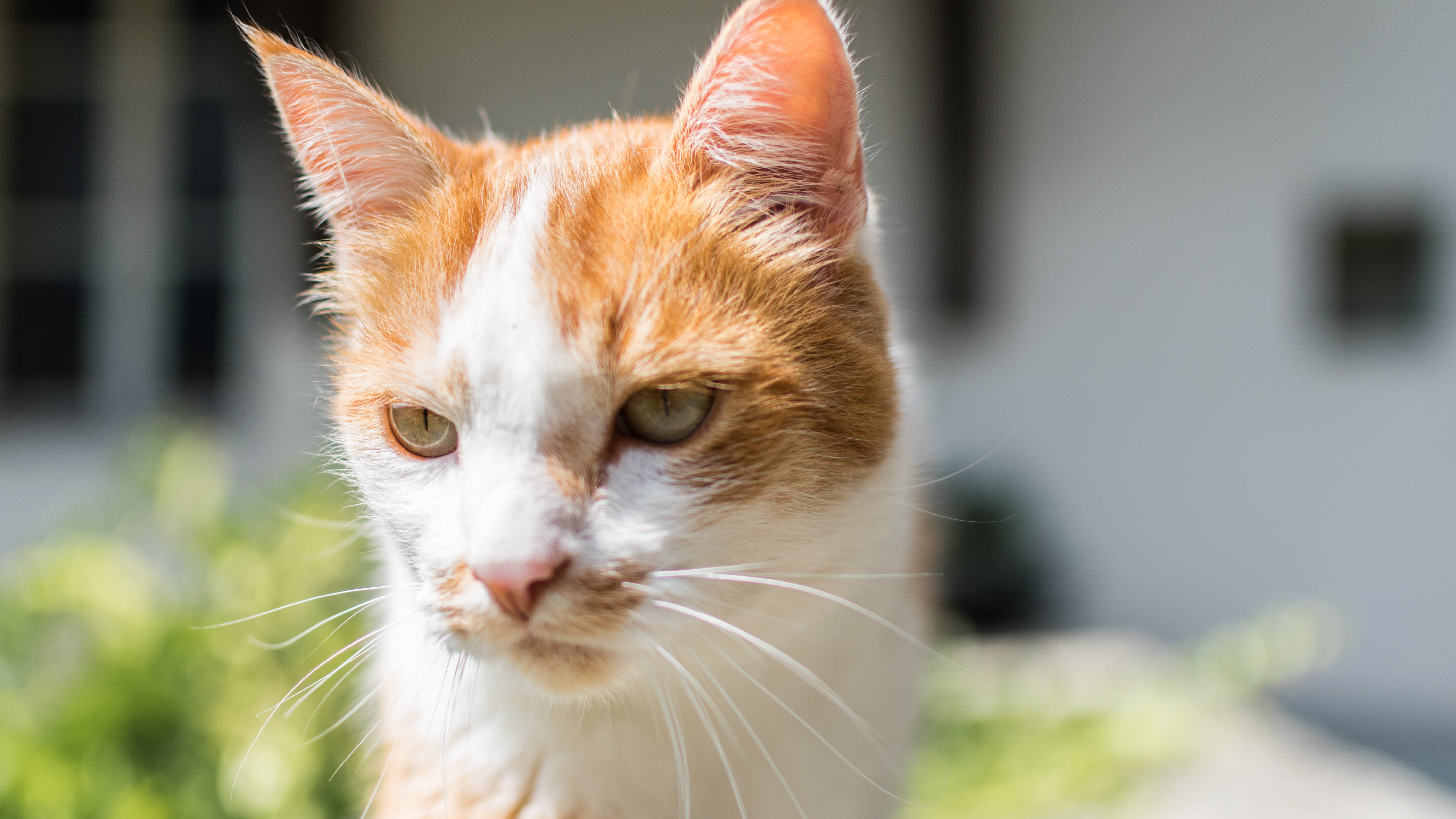 vertebrate, cat, one animal, 5K, focus on foreground, fribourg, domestic, close-up, portrait, summer, switzerland, no people, day, chilling, domestic cat, HD Wallpaper