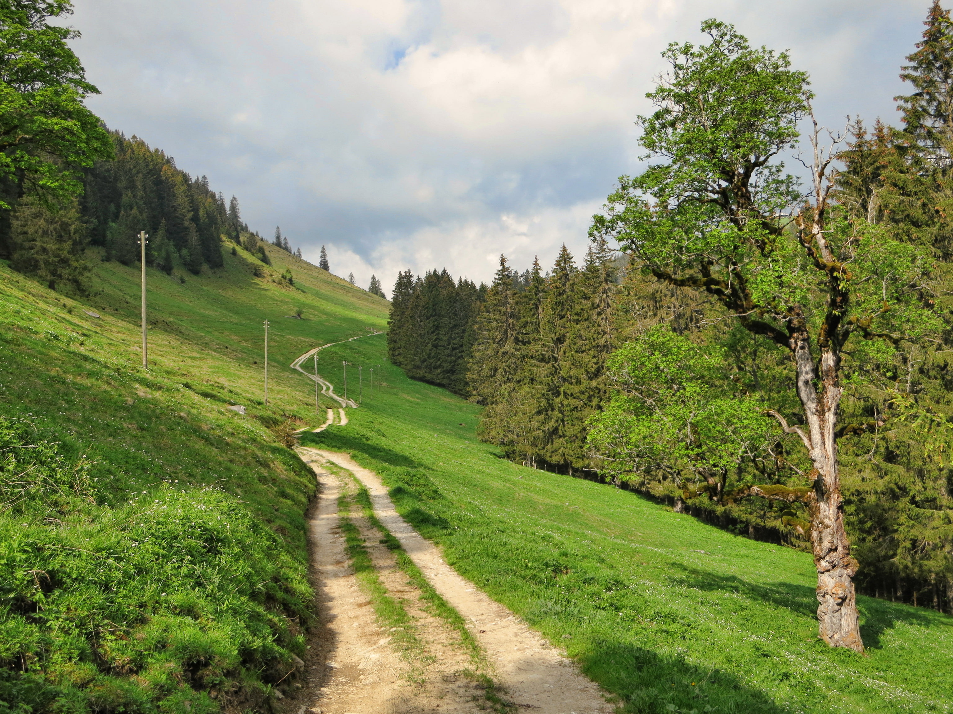 road, landscape, Fribourg, nature, Switzerland, grass, 2K, HD Wallpaper
