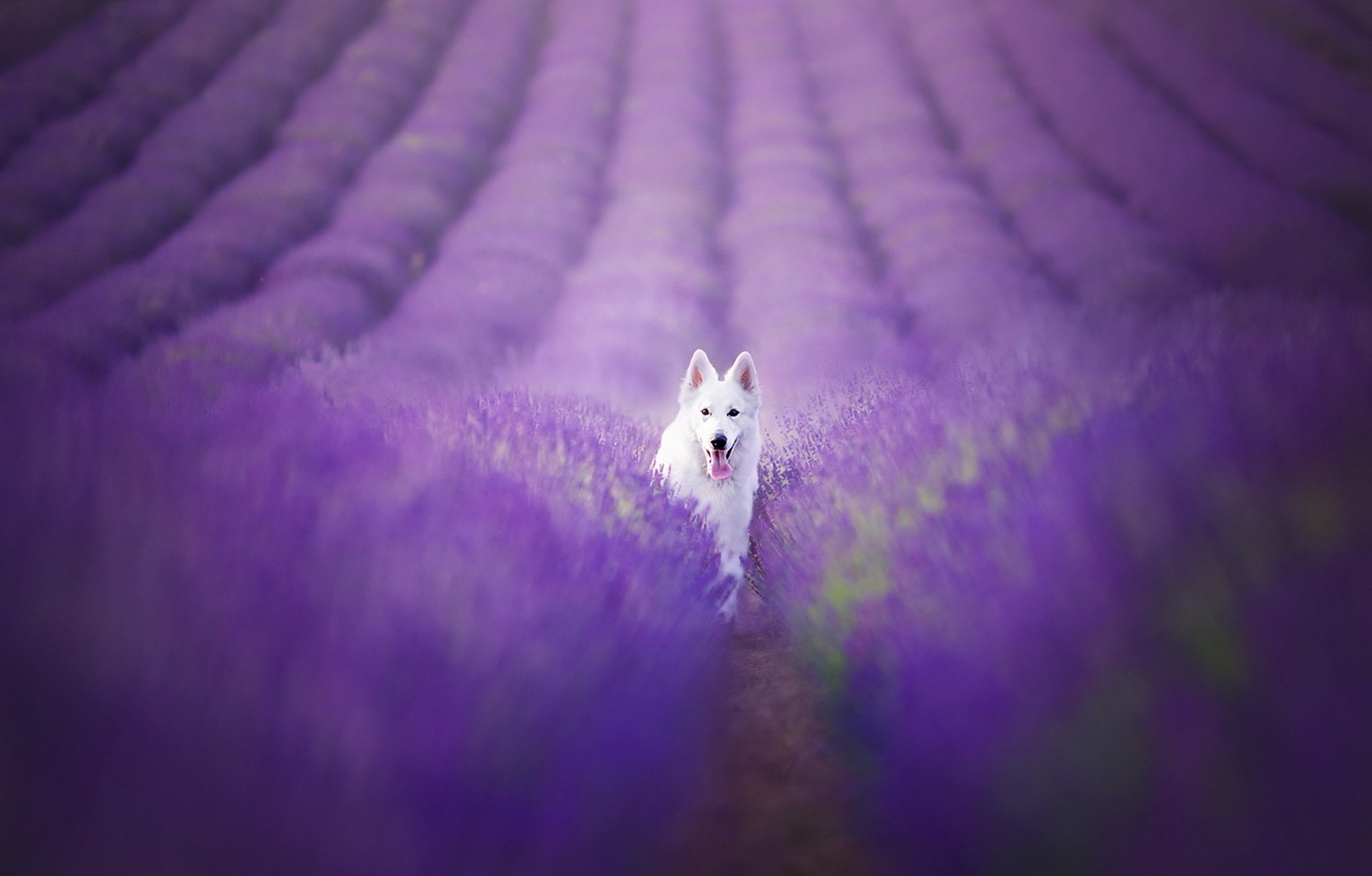 Berger Blanc Suisse, Purple Flower, Dogs, Nature, Blur, 1080P, Swiss Shepherd, Lavender, Field, Dog, HD Wallpaper