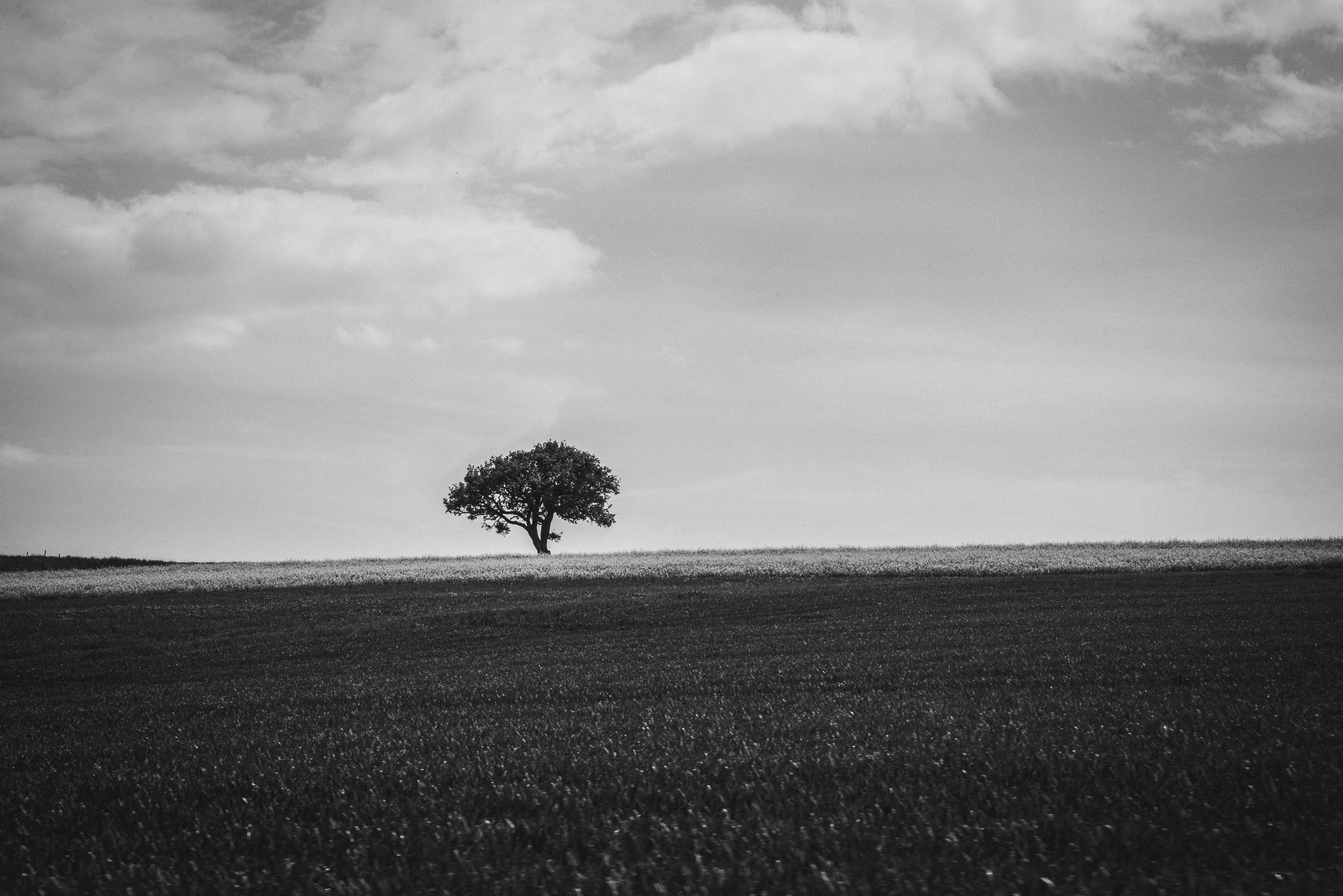 switzerland, tranquil scene, outdoors, horizon, sky, single tree, solitude, day, cloud - sky, grass, land, landscape, tranquility, baulmes, plant, minimal, HD Wallpaper