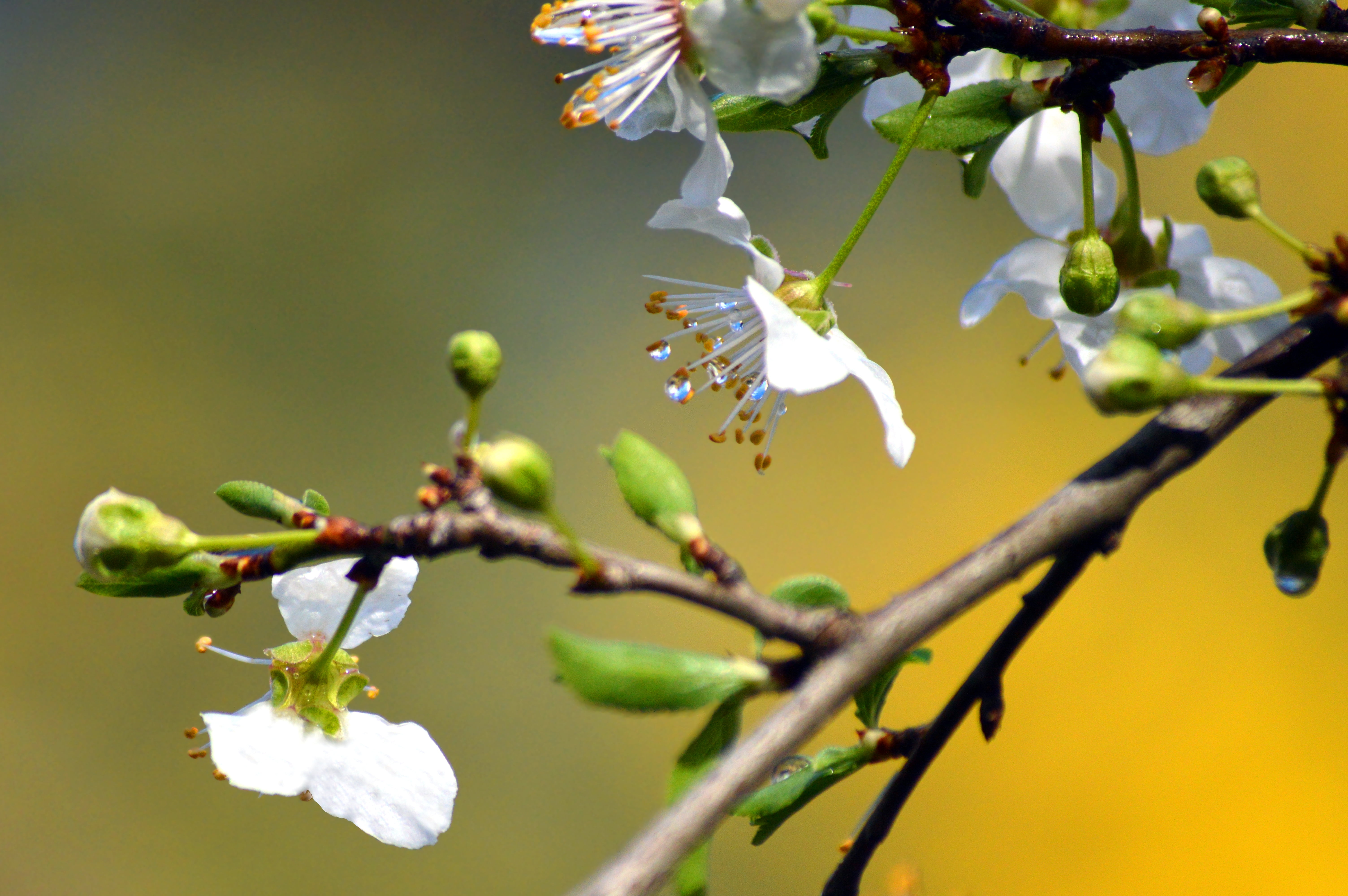 spring, giallo, dew, close-up, freshness, close up, arbre, outdoors, close, season, printemps, primavera, flower, leaf, gota, Baum, New beginnings, jaune, HD Wallpaper