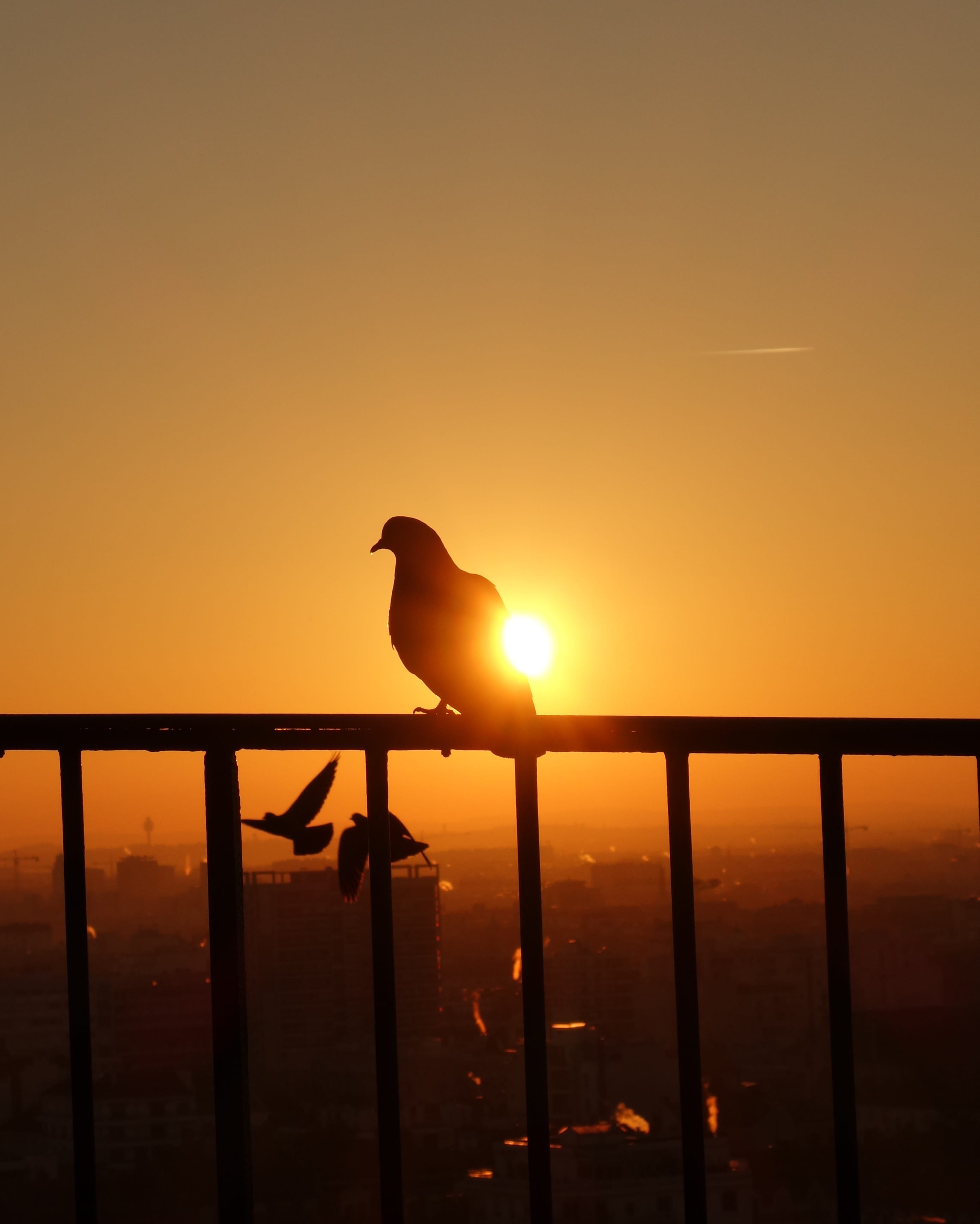 matin, sunset, silhouette, perching, animal themes, no people, orange, vertebrate, rouge, yellow, sunrise, jaune, sky, handrail, pigeon, sun, beauty in nature, Phone HD Wallpaper